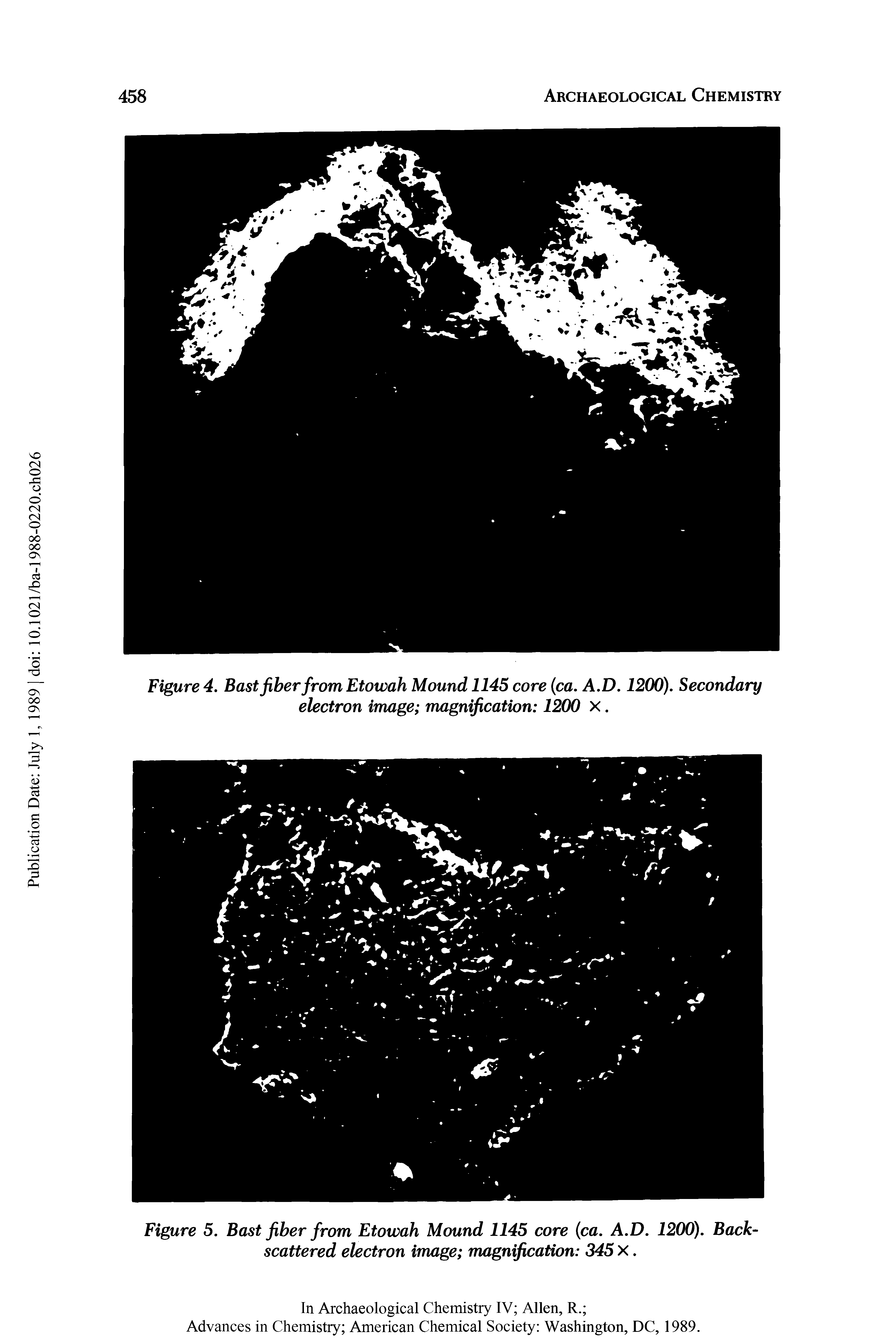 Figure 4. Bast fiber from Etowah Mound 1145 core (ca. A.D. 1200). Secondary electron image magnification 1200 X.