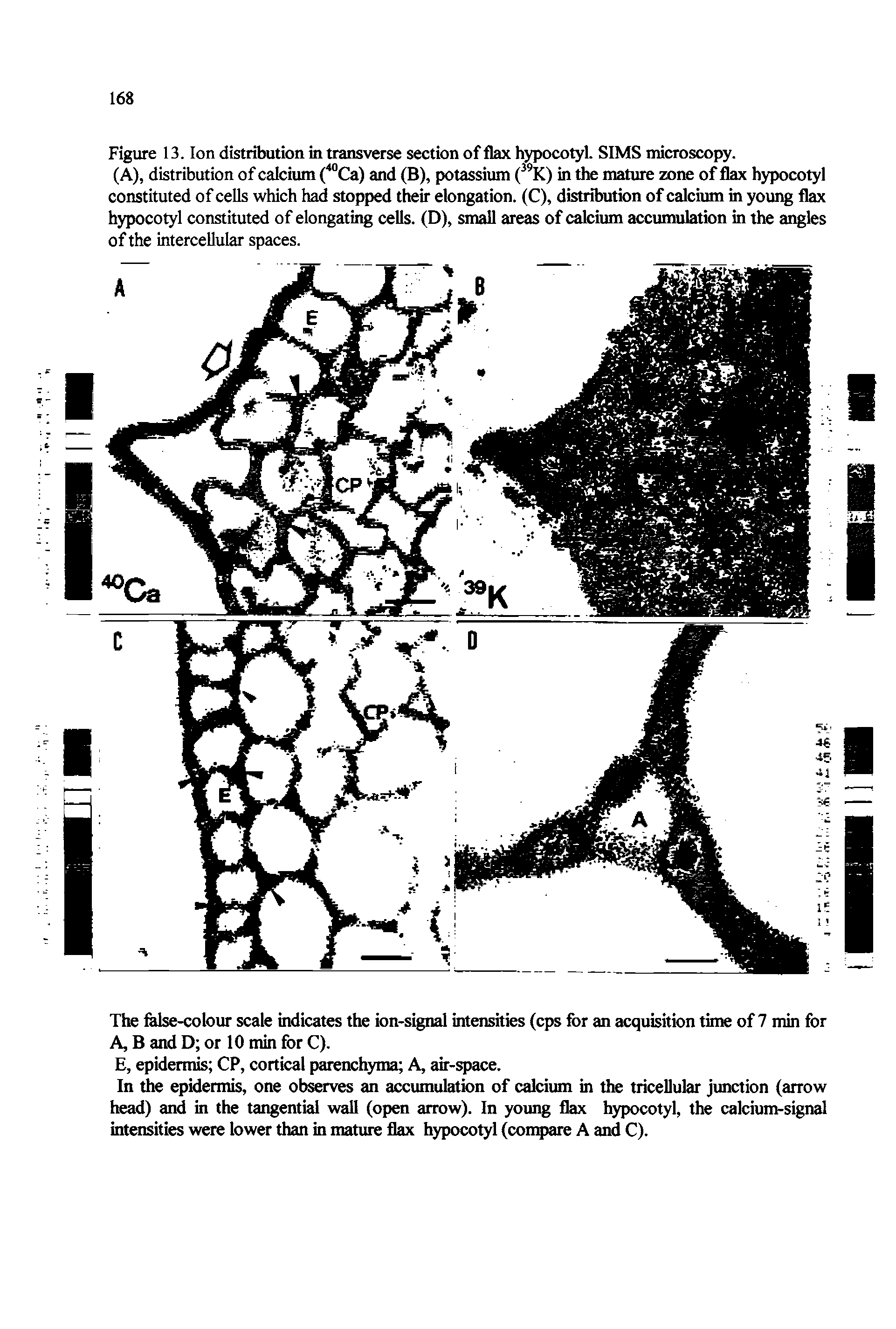 Figure 13. Ion distribution in transverse section of flax hypocotyl. SIMS microscopy.