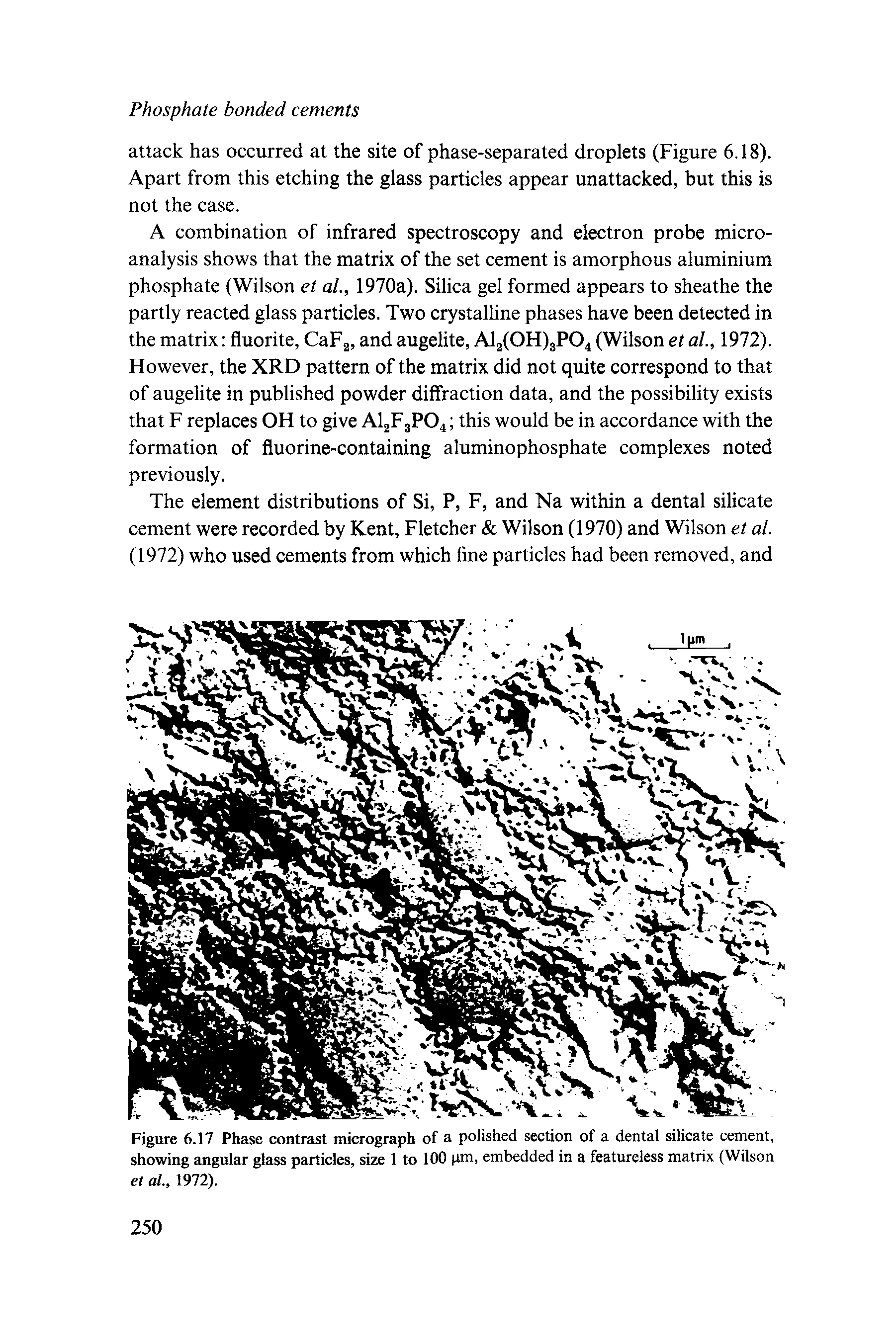 Figure 6.17 Phase contrast micrograph of a polished section of a dental silicate cement, showing angular glass particles, size 1 to 100 pm, embedded in a featureless matrix (Wilson et at., 1972).