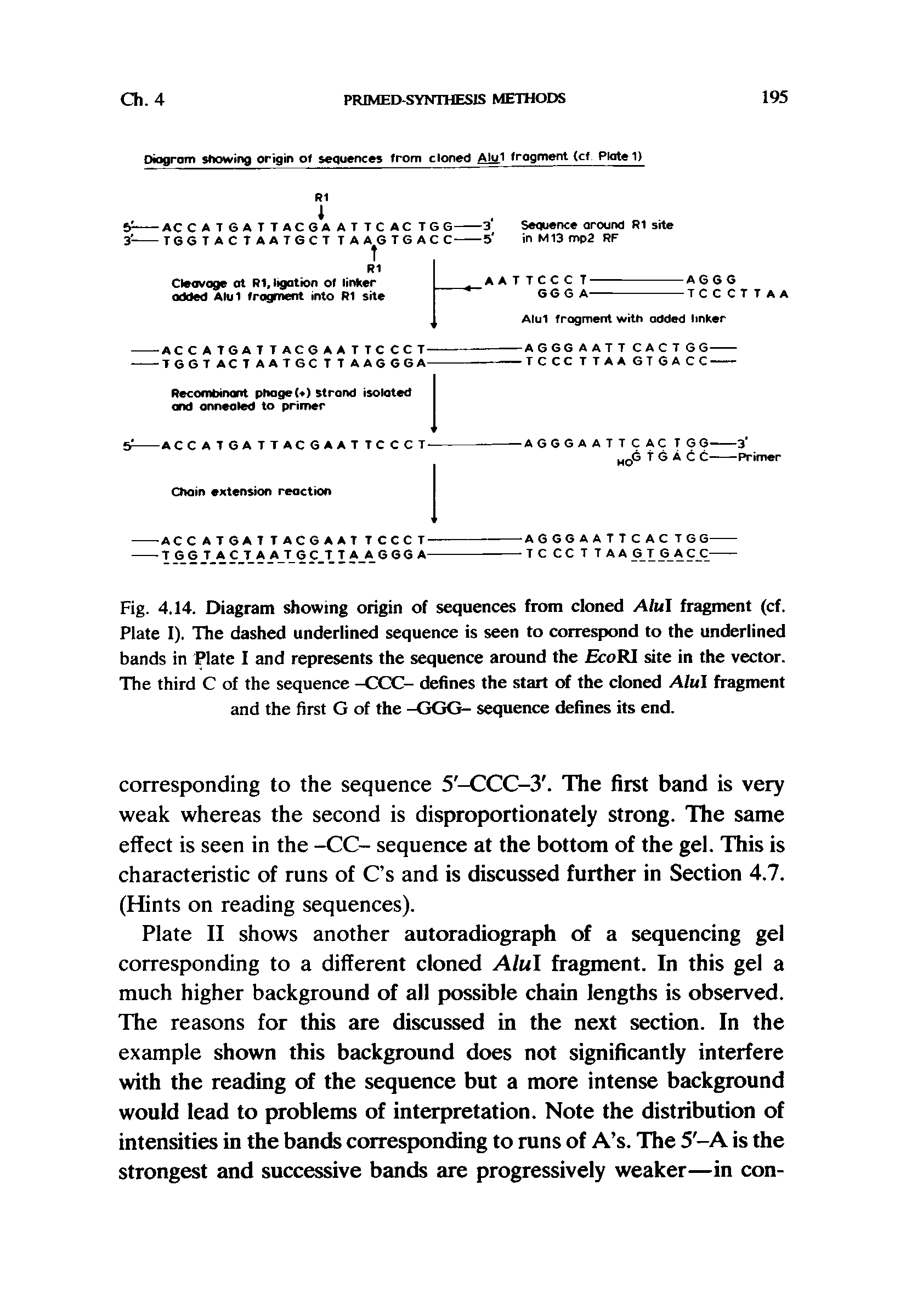 Fig. 4.14. Diagram showing origin of sequences from cloned Alul fragment (cf. Plate I). The dashed underlined sequence is seen to correspond to the underlined bands in Plate I and represents the sequence around the EcofU site in the vector. The third C of the sequence -CCC- defines the start of the cloned Alul fragment and the first G of the -GGG- sequence defines its end.