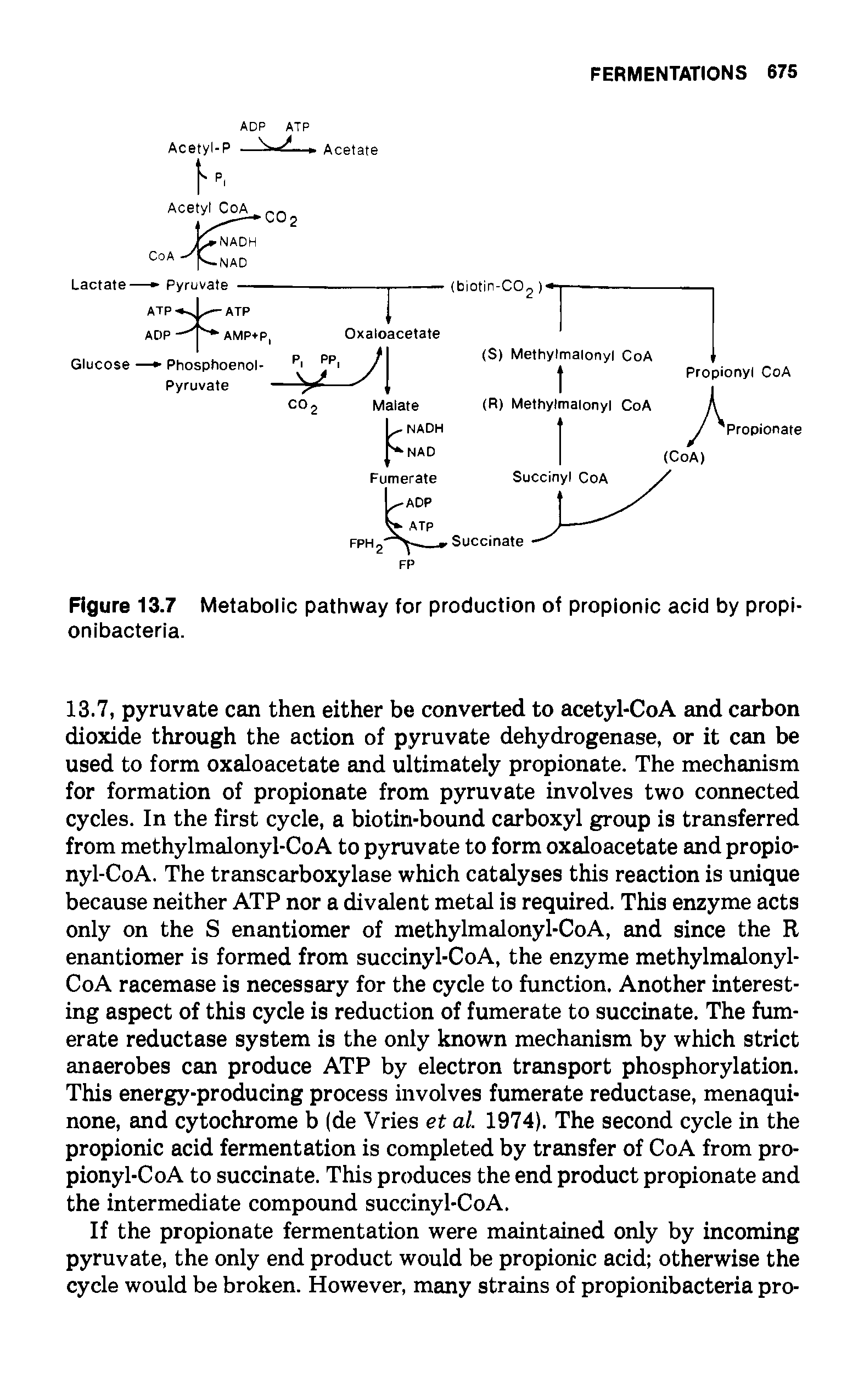 Figure 13.7 Metabolic pathway for production of propionic acid by propi-onibacteria.