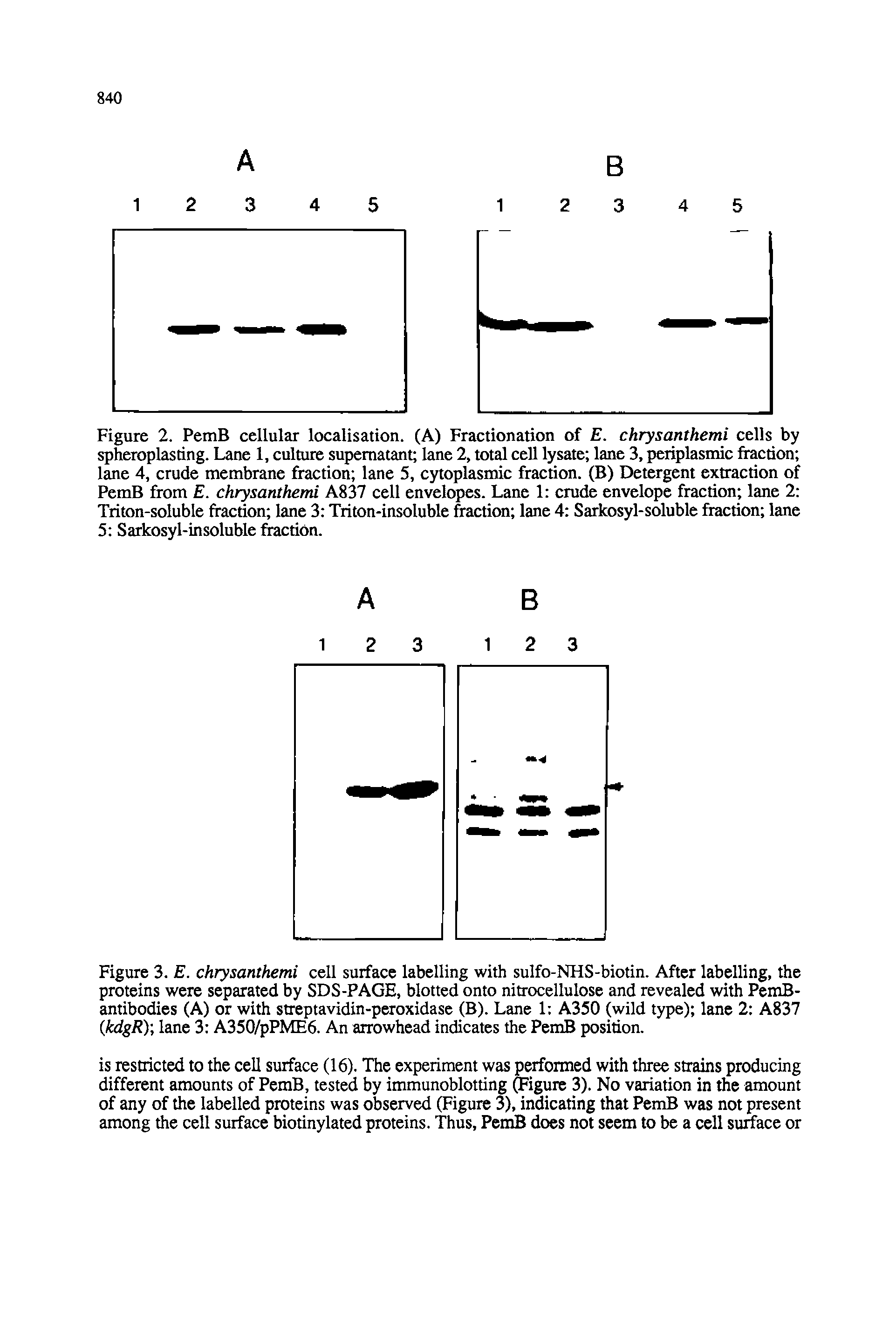 Figure 3. E. chrysanthemi cell surface labelling with sulfo-NHS-biotin. After labelling, the proteins were separated by SDS-PAGE, blotted onto nitrocellulose and revealed with PemB-antibodies (A) or with streptavidin-peroxidasc (B). Lane 1 A350 (wild type) lane 2 A837 kdgRy, lane 3 A350/pPME6. An arrowhead indicates the PemB position.