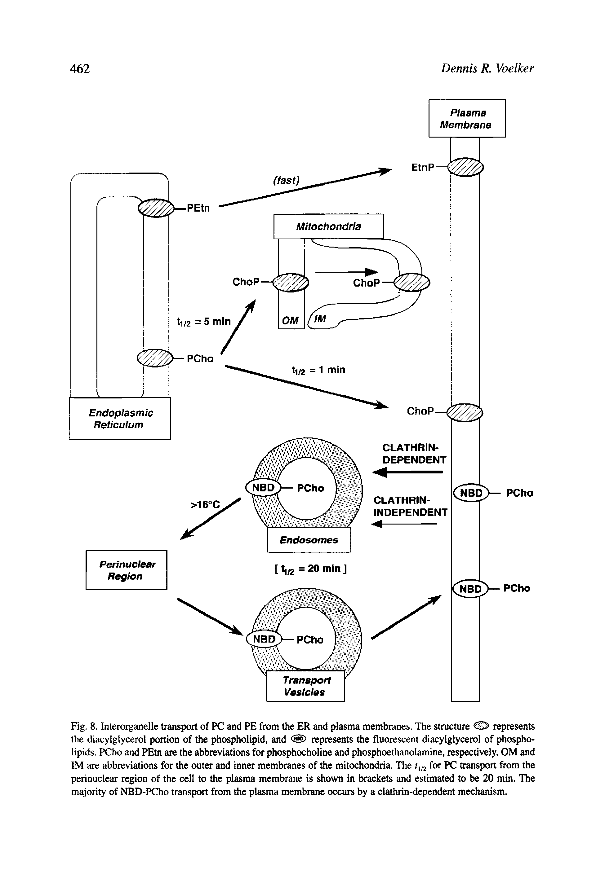 Fig. 8. Interorganelle transport of PC and PE from the ER and plasma membranes. The structure S> represents the diacylglycerol portion of the phospholipid, and represents the fluorescent diacylglycerol of phospholipids. PCho and PEtn are the abbreviations for phosphocholine and phosphoethanolamine, respectively. OM and IM are abbreviations for the outer and inner membranes of the mitochondria. The for PC transport from the perinuclear region of the cell to the plasma membrane is shown in brackets and estimated to be 20 min. The majority of NBD-PCho transport from the plasma membrane occurs by a clathrin-dependent mechanism.