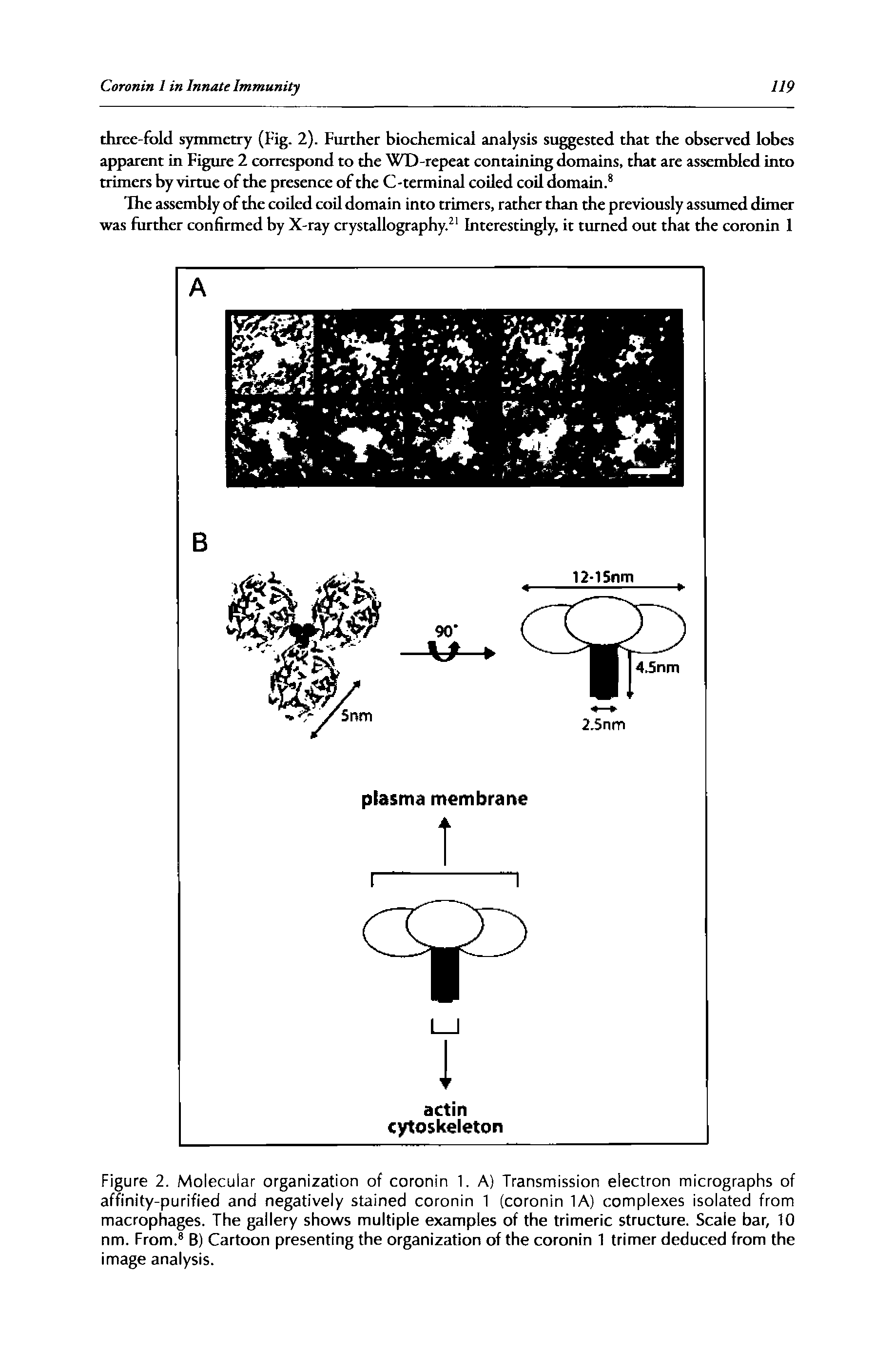 Figure 2. Molecular organization of coronin 1. A) Transmission electron micrographs of affinity-purified and negatively stained coronin 1 (coronin lA) complexes isolated from macrophages. The gallery shows multiple examples of the trimeric structure. Scale bar, 10 nm. From. B) Cartoon presenting the organization of the coronin 1 trimer deduced from the image analysis.