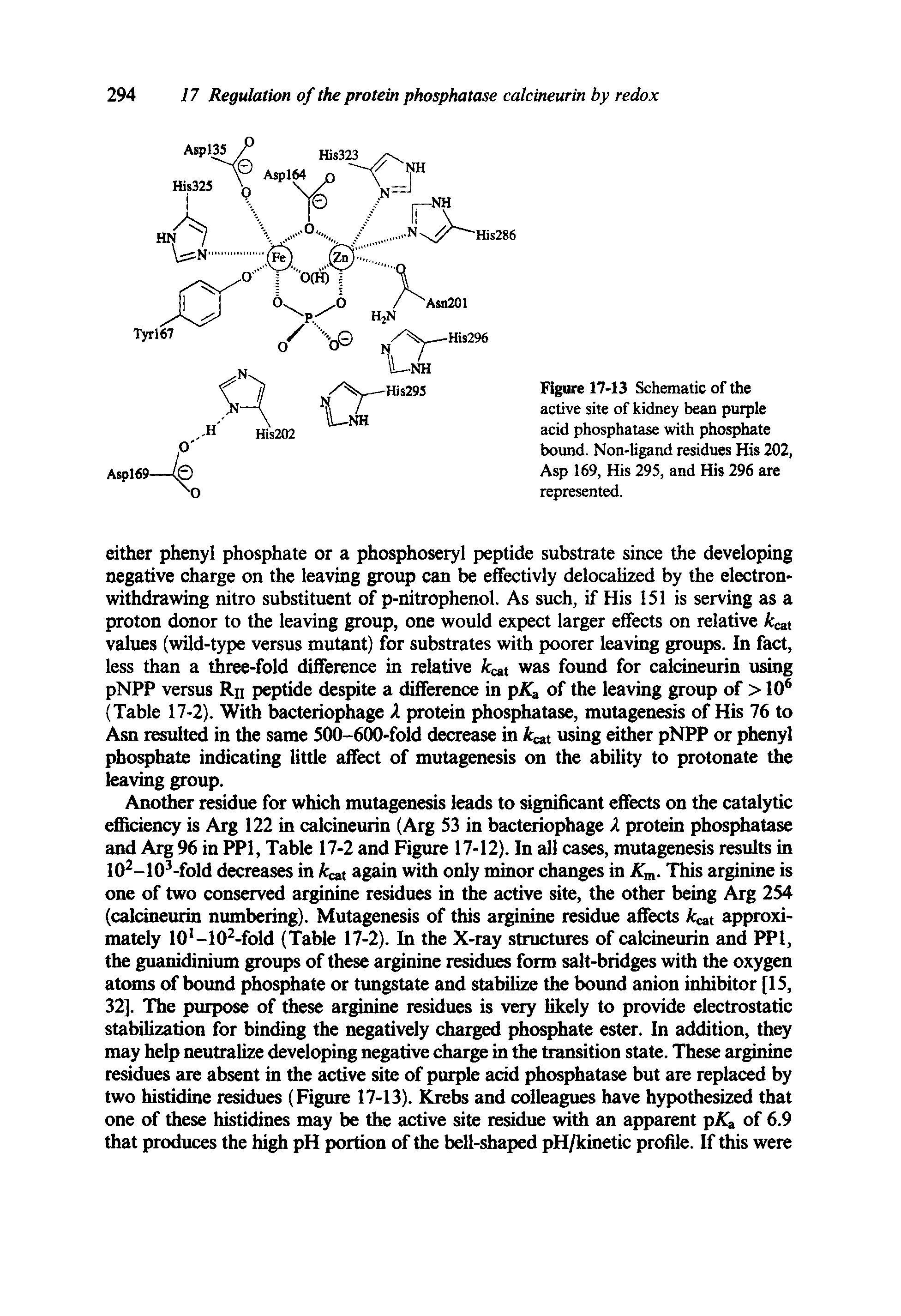 Figure 17-13 Schematic of the active site of kidney bean purple acid phosphatase with phosphate bound. Non-ligand residues His 202, Asp 169, His 295, and His 296 are represented.