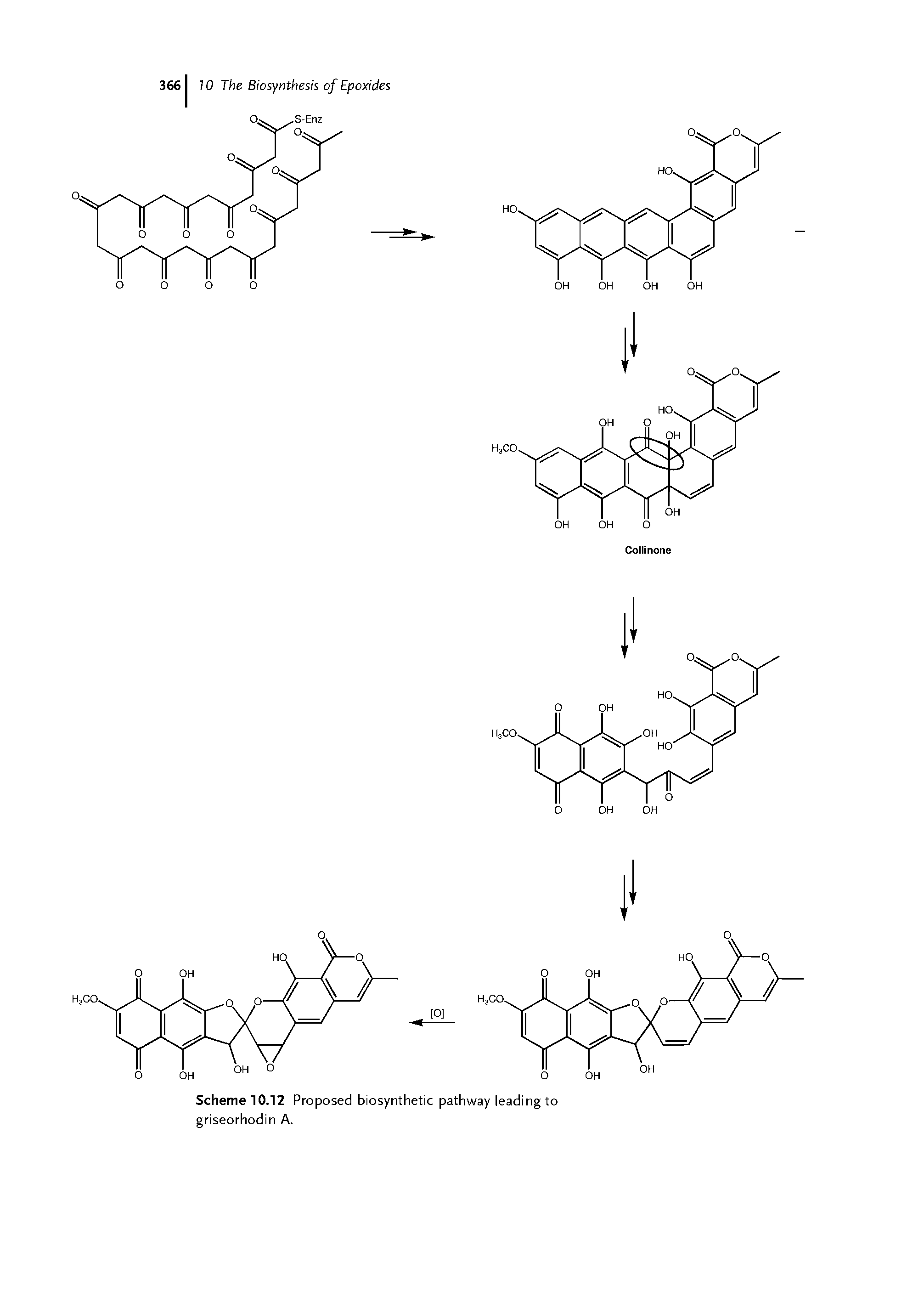 Scheme 10.12 Proposed biosynthetic pathway leading to griseorhodin A.