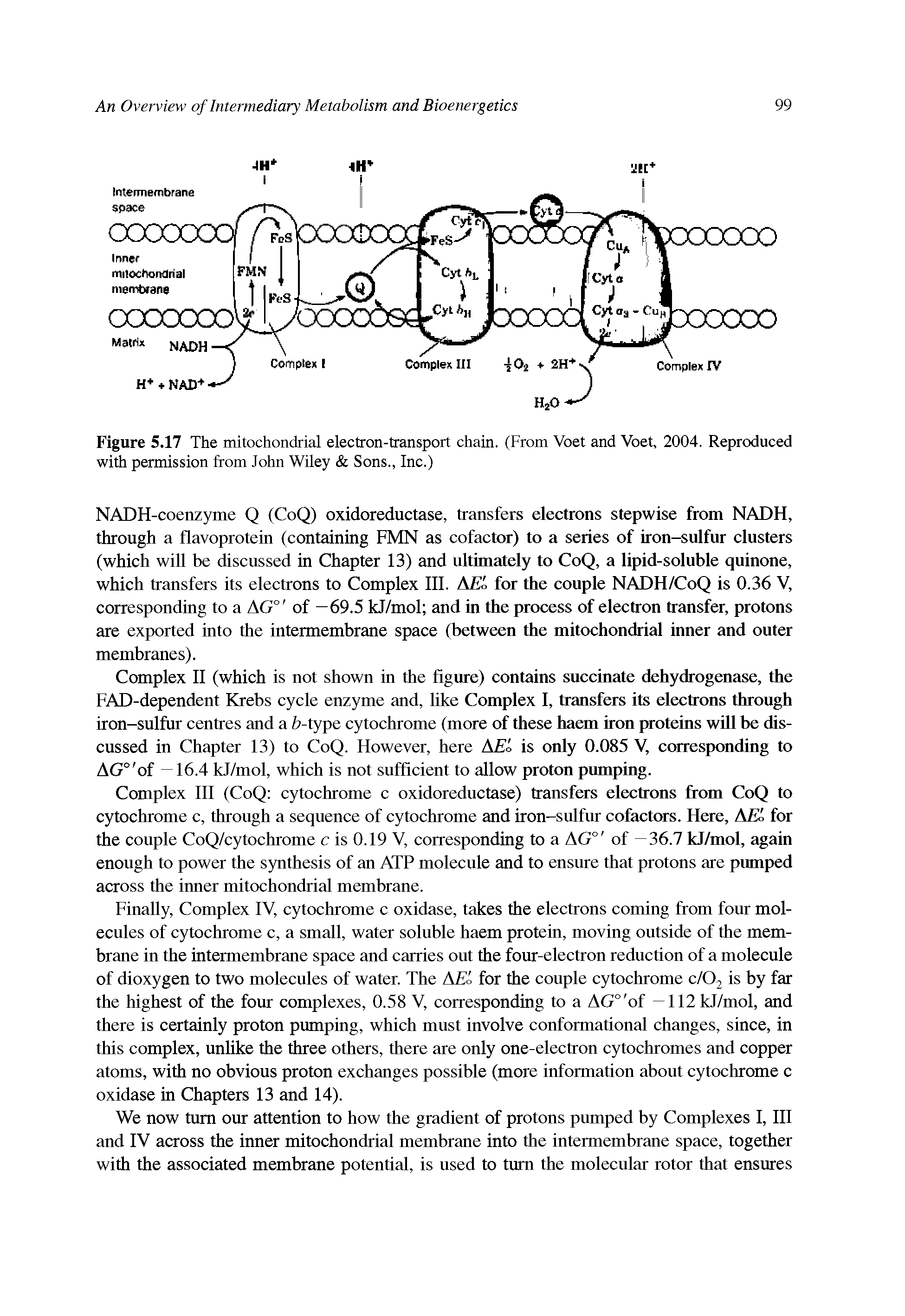 Figure 5.17 The mitochondrial electron-transport chain. (From Voet and Voet, 2004. Reproduced with permission from John Wiley Sons., Inc.)...