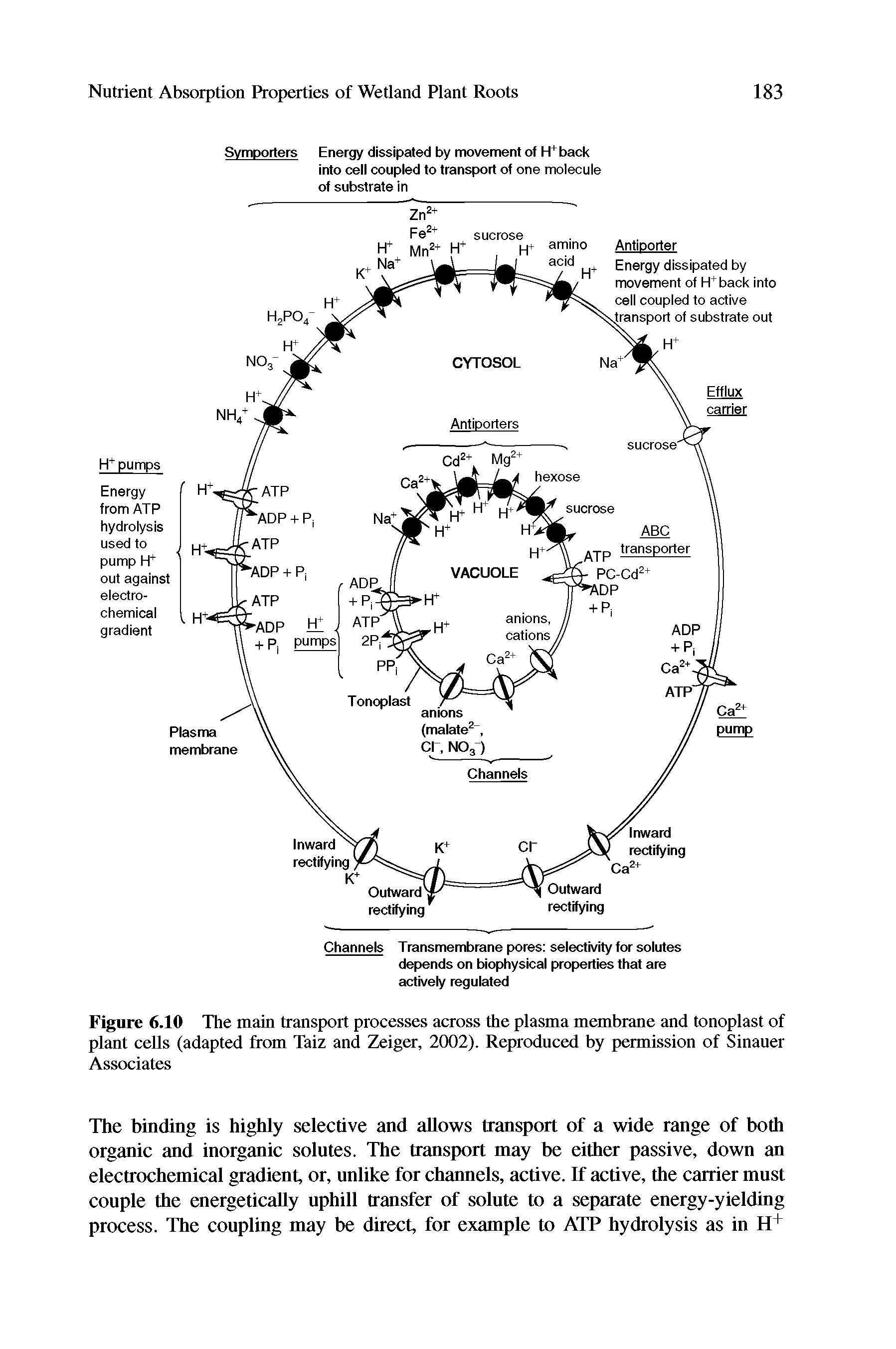 Figure 6.10 The main transport processes across the plasma membrane and tonoplast of plant cells (adapted from Taiz and Zeiger, 2002). Reprodnced by permission of Sinauer Associates...