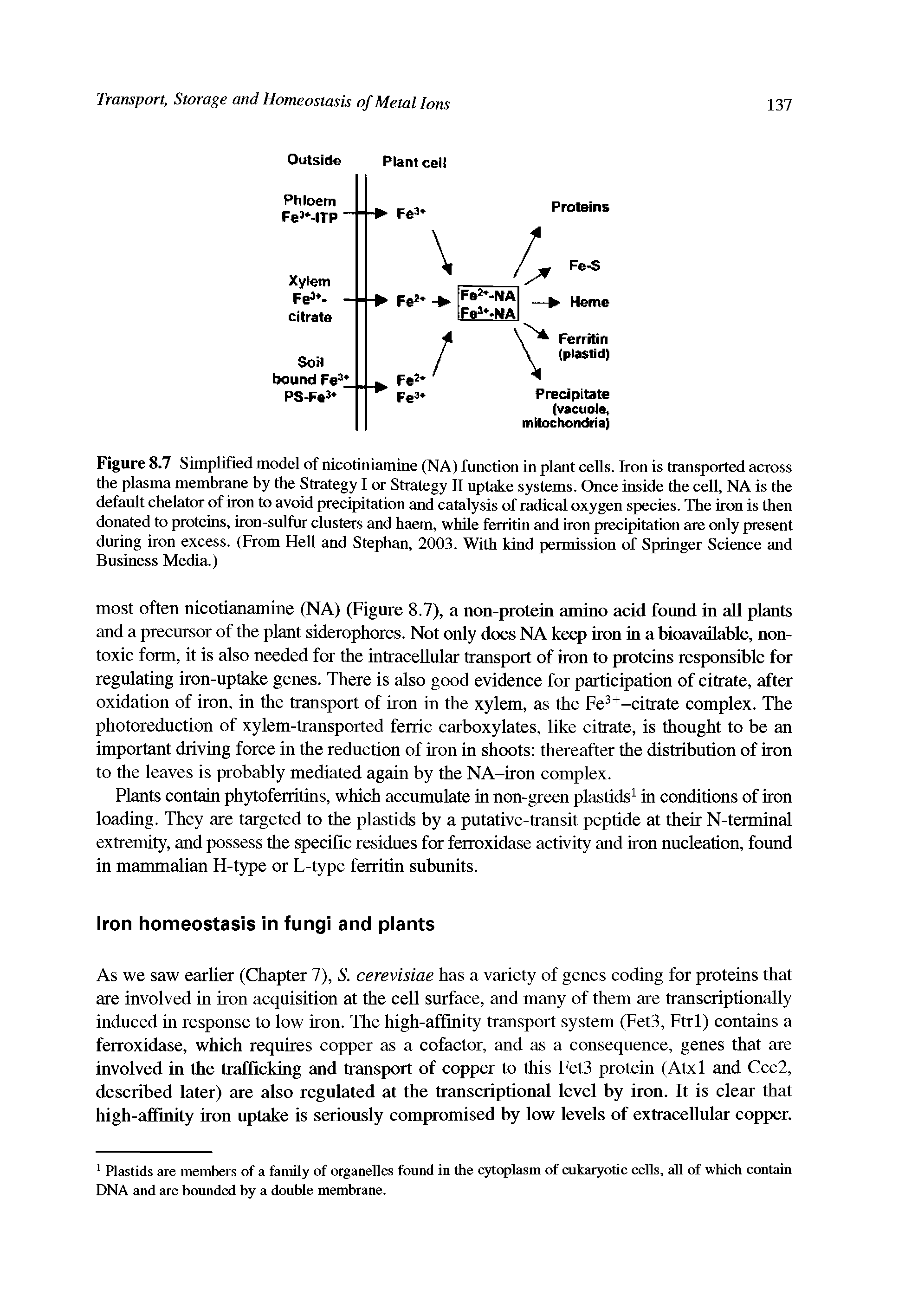 Figure 8.7 Simplified model of nicotiniamine (NA) function in plant cells. Iron is transported across the plasma membrane by the Strategy I or Strategy II uptake systems. Once inside the cell, NA is the default chelator of iron to avoid precipitation and catalysis of radical oxygen species. The iron is then donated to proteins, iron-sulfur clusters and haem, while ferritin and iron precipitation are only present during iron excess. (From Hell and Stephan, 2003. With kind permission of Springer Science and Business Media.)...