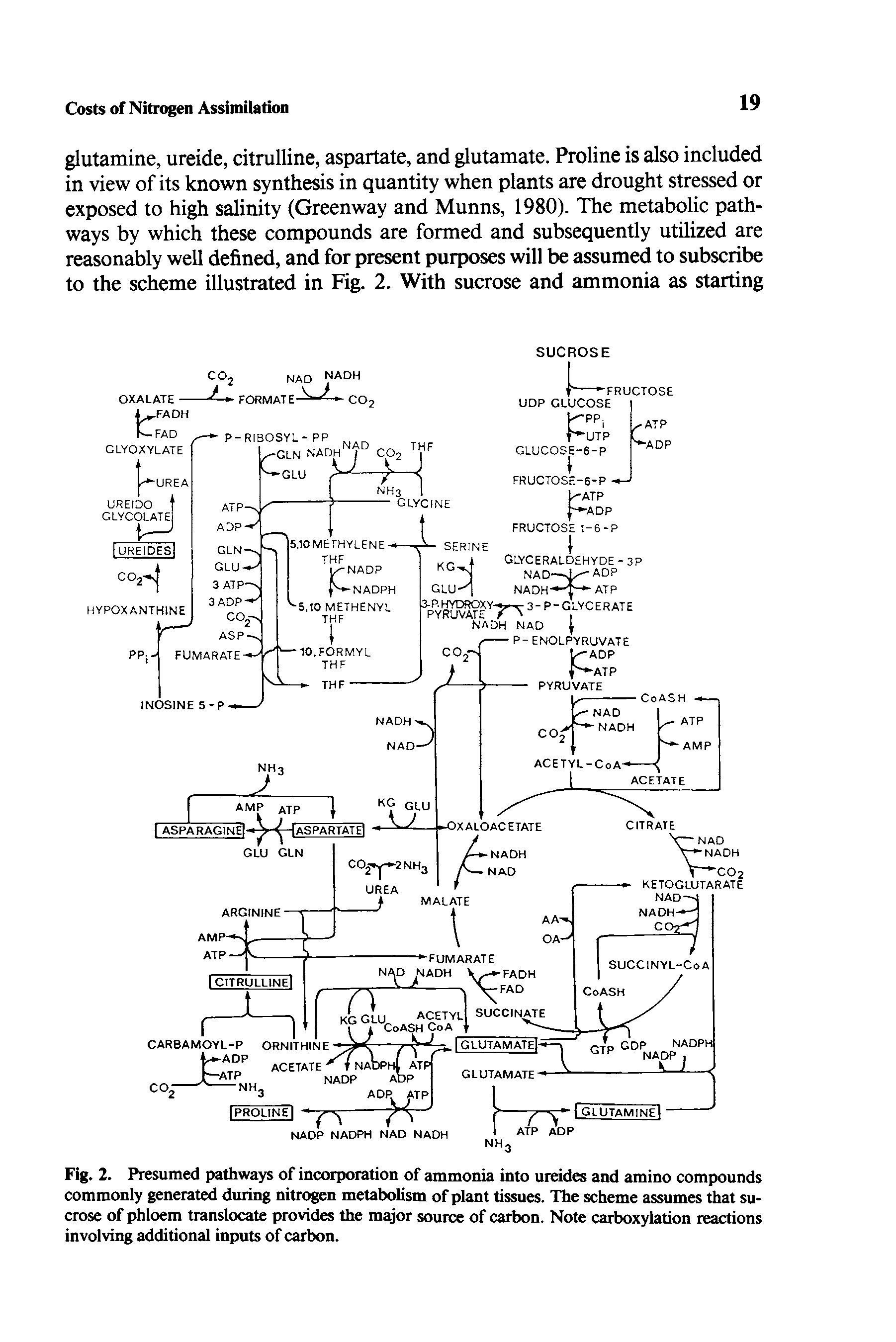 Fig. 2. Presumed pathways of incorporation of ammonia into uieides and amino compounds commonly generated during nitrogen metabolism of plant tissues. The scheme assumes that sucrose of phloem translocate provides the major source of carbon. Note carboxylation reactions involving additional inputs of carbon.