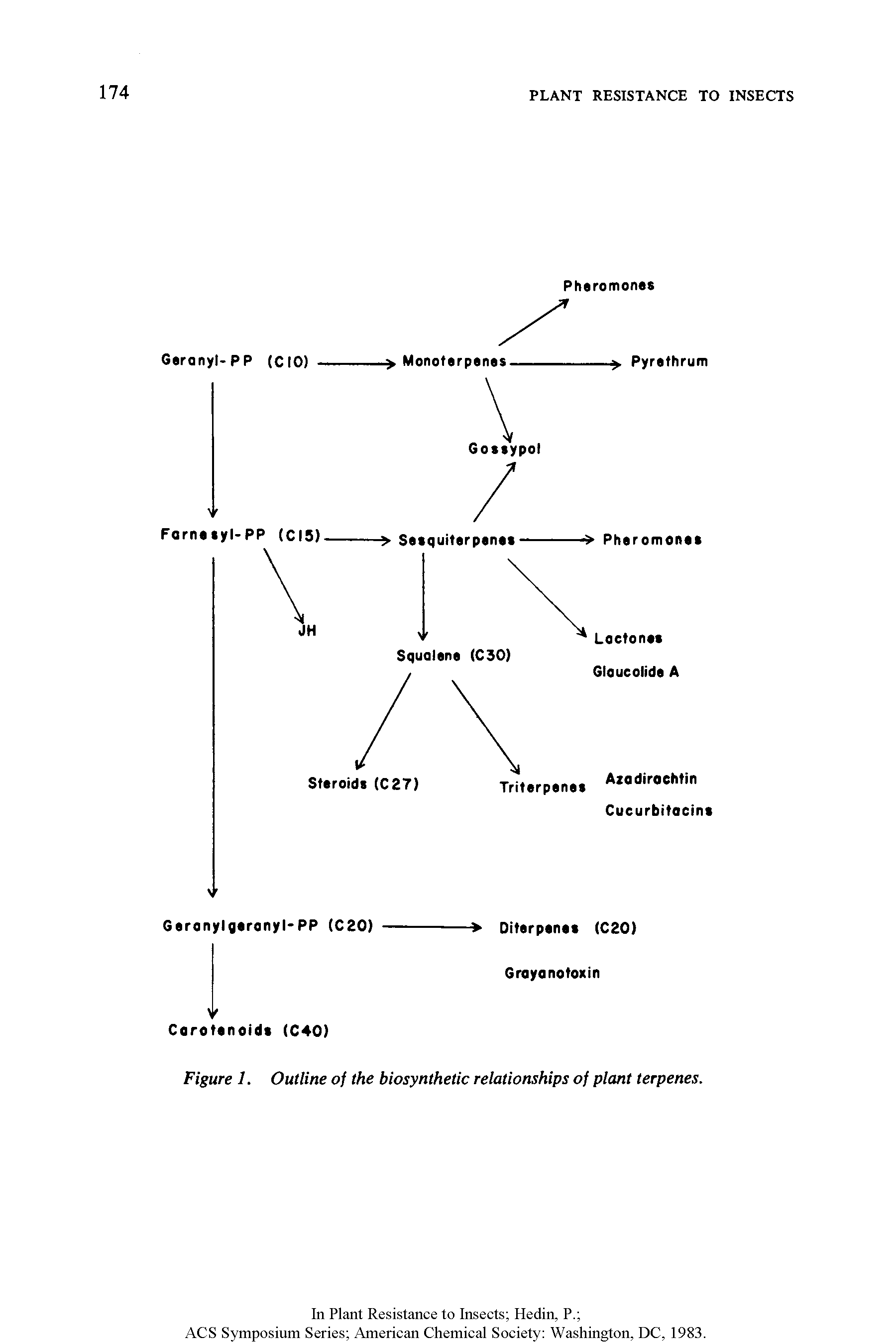 Figure I. Outline of the biosynthetic relationships of plant terpenes.
