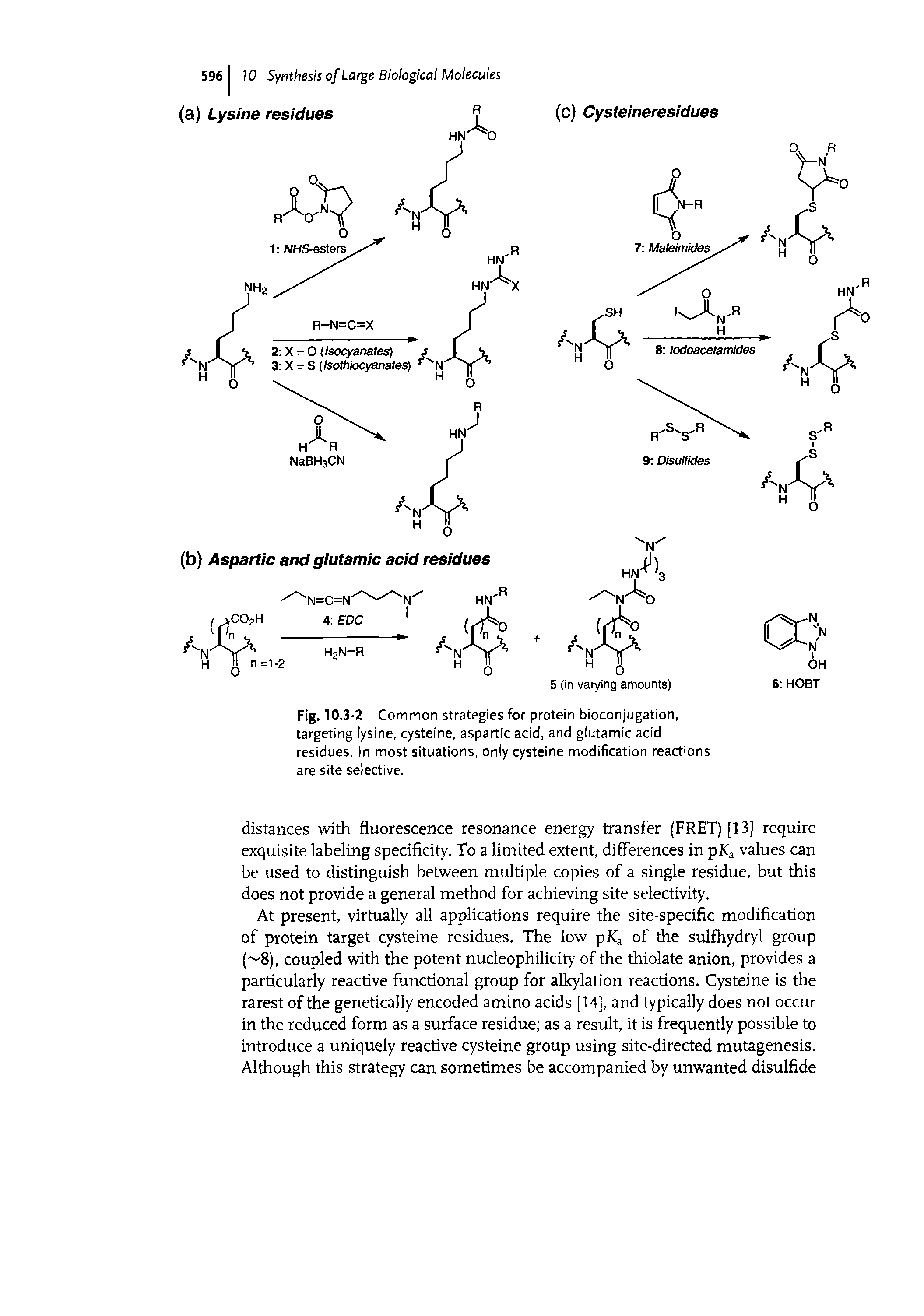 Fig. 10.3-2 Common strategies for protein bioconjugation, targeting lysine, cysteine, aspartic acid, and glutamic acid residues. In most situations, only cysteine modification reactions are site selective.
