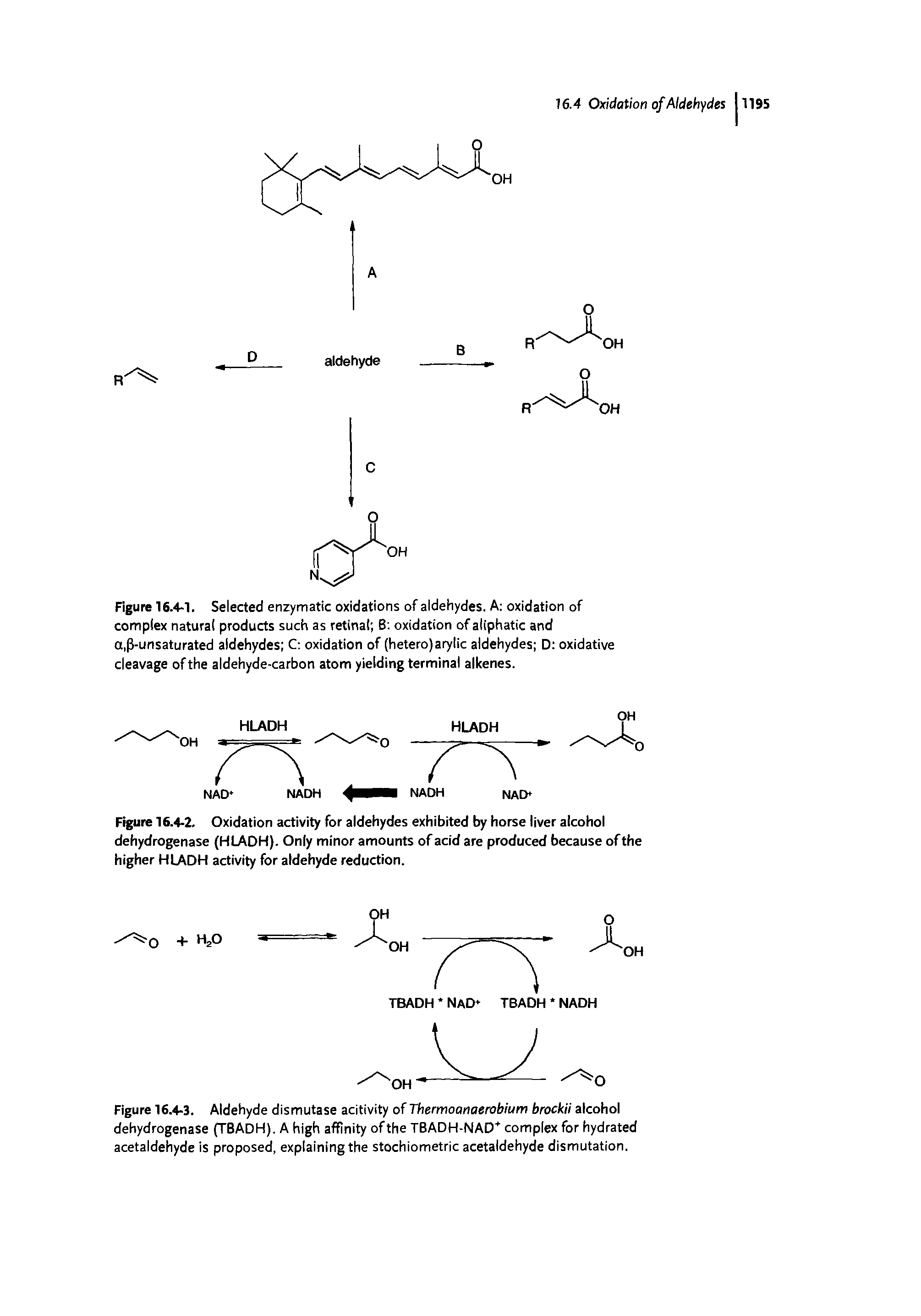 Figure 16.4-2. Oxidation activity for aldehydes exhibited by horse liver alcohol dehydrogenase (HLADH). Only minor amounts of acid are produced because of the higher HLADH activity for aldehyde reduction.