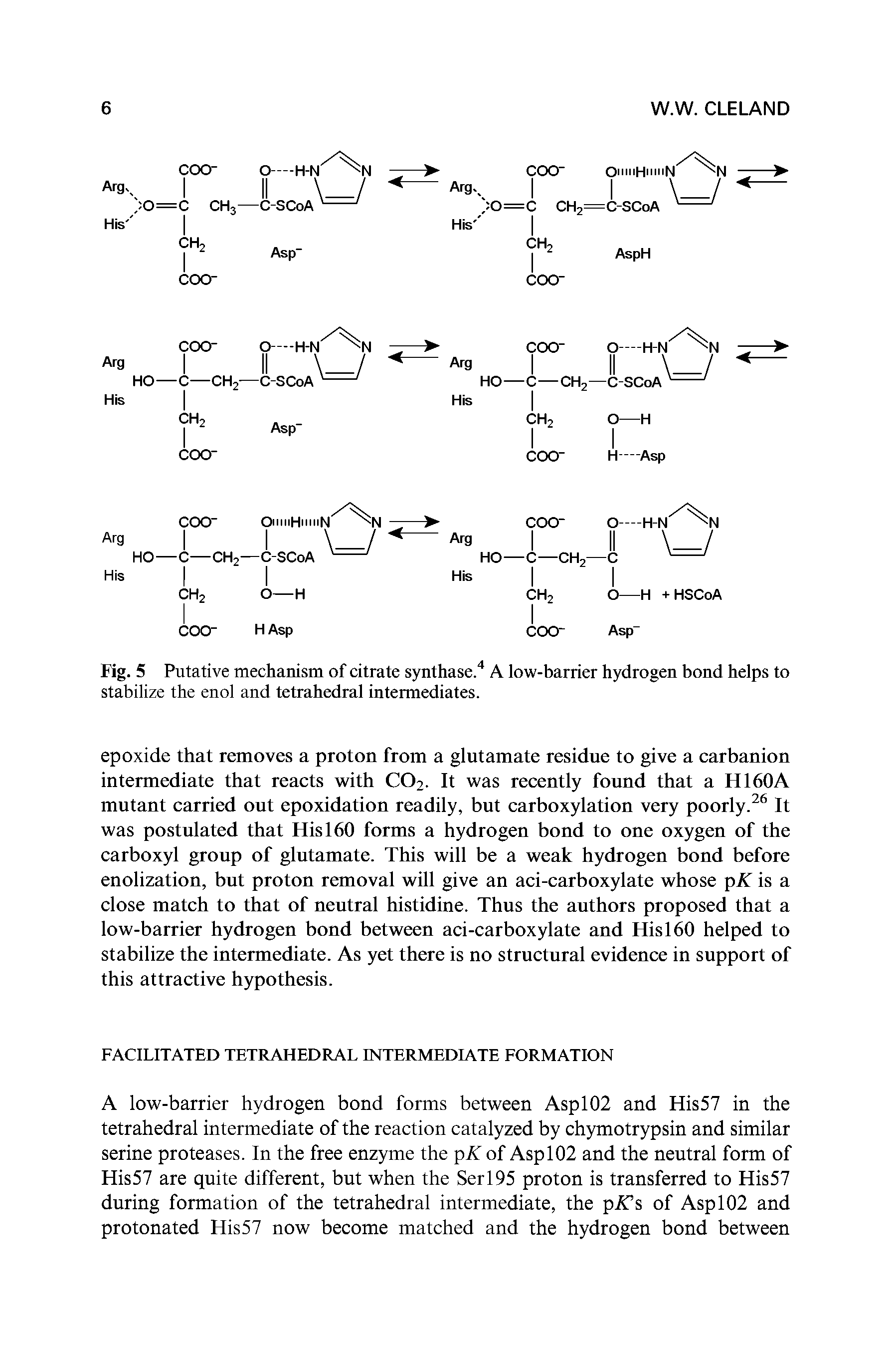 Fig. 5 Putative mechanism of citrate synthase.4 A low-barrier hydrogen bond helps to stabilize the enol and tetrahedral intermediates.