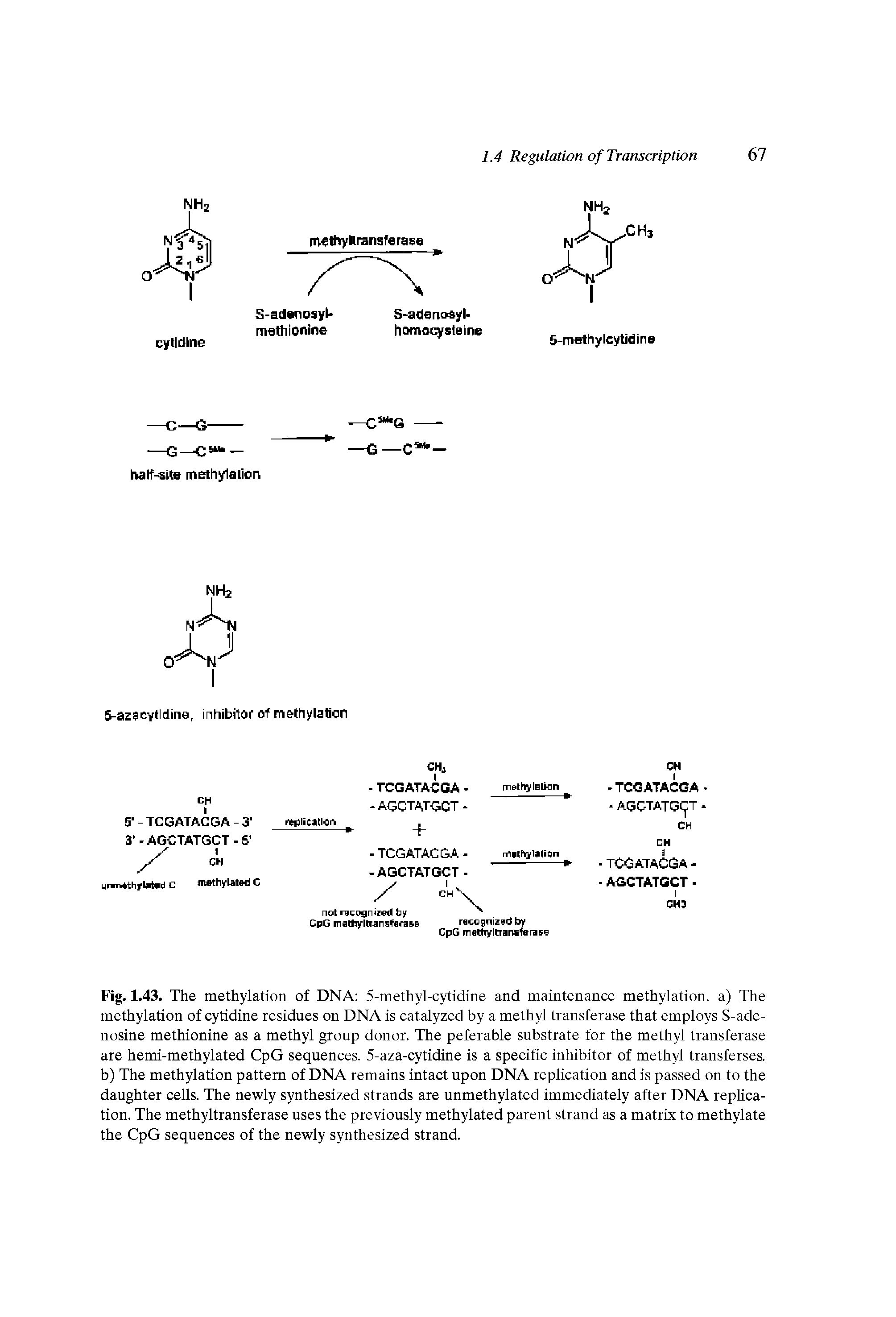 Fig. 1.43. The methylation of DNA 5-methyl-cytidine and maintenance methylation. a) The methylation of cytidine residues on DNA is catalyzed by a methyl transferase that employs S-ade-nosine methionine as a methyl group donor. The peferable substrate for the methyl transferase are hemi-methylated CpG sequences. 5-aza-cytidine is a specific inhibitor of methyl transferses. b) The methylation pattern of DNA remains intact upon DNA replication and is passed on to the daughter cells. The newly synthesized strands are unmethylated immediately after DNA rephca-tion. The methyltransferase uses the previously methylated parent strand as a matrix to methylate the CpG sequences of the newly synthesized strand.