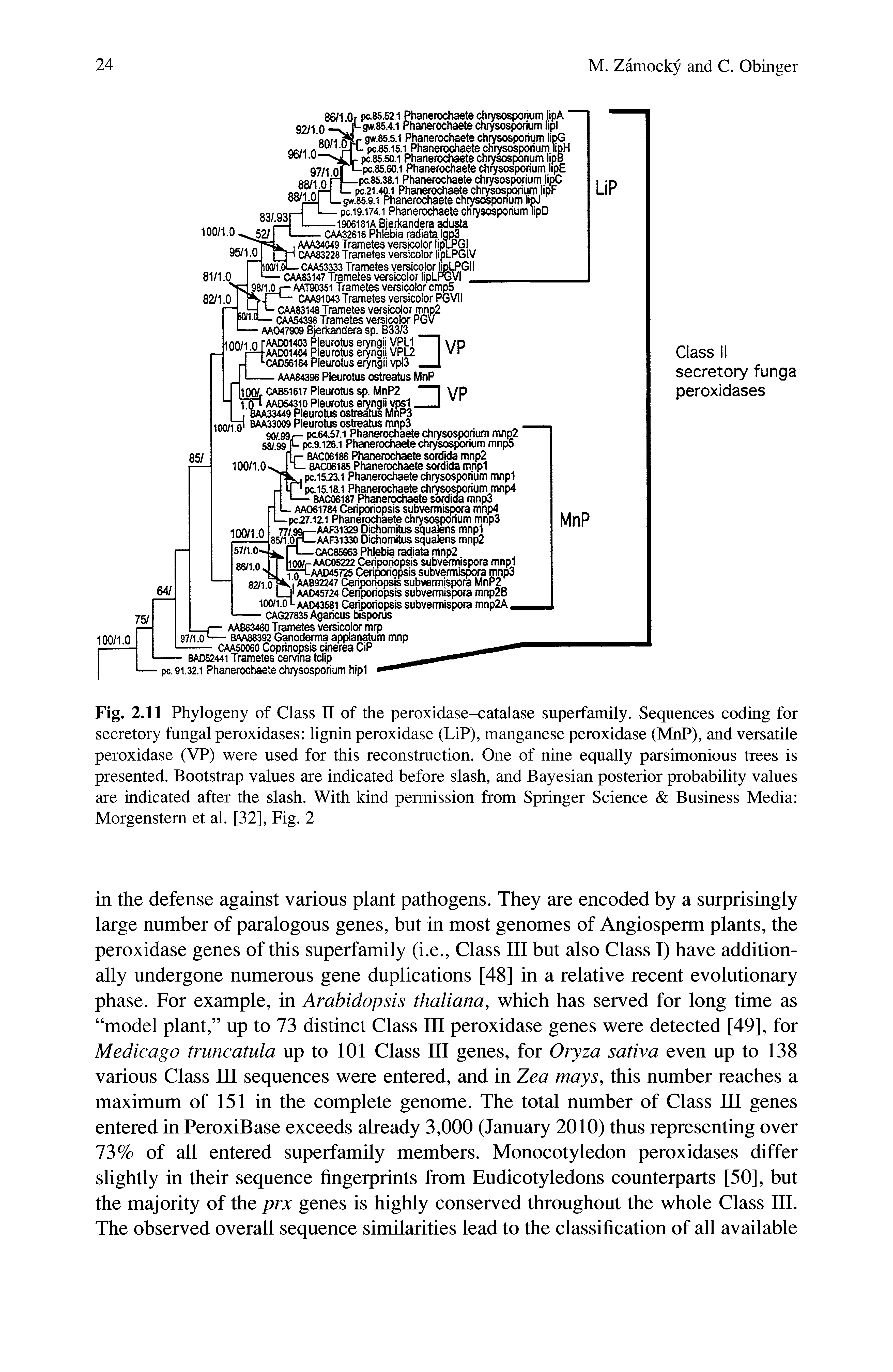 Fig. 2.11 Phylogeny of Class II of the peroxidase-catalase superfamily. Sequences coding for secretory fungal peroxidases lignin peroxidase (LiP), manganese peroxidase (MnP), and versatile peroxidase (VP) were used for this reconstruction. One of nine equally parsimonious trees is presented. Bootstrap values are indicated before slash, and Bayesian posterior probability values are indicated after the slash. With kind permission from Springer Science Business Media Morgenstem et al. [32], Fig. 2...