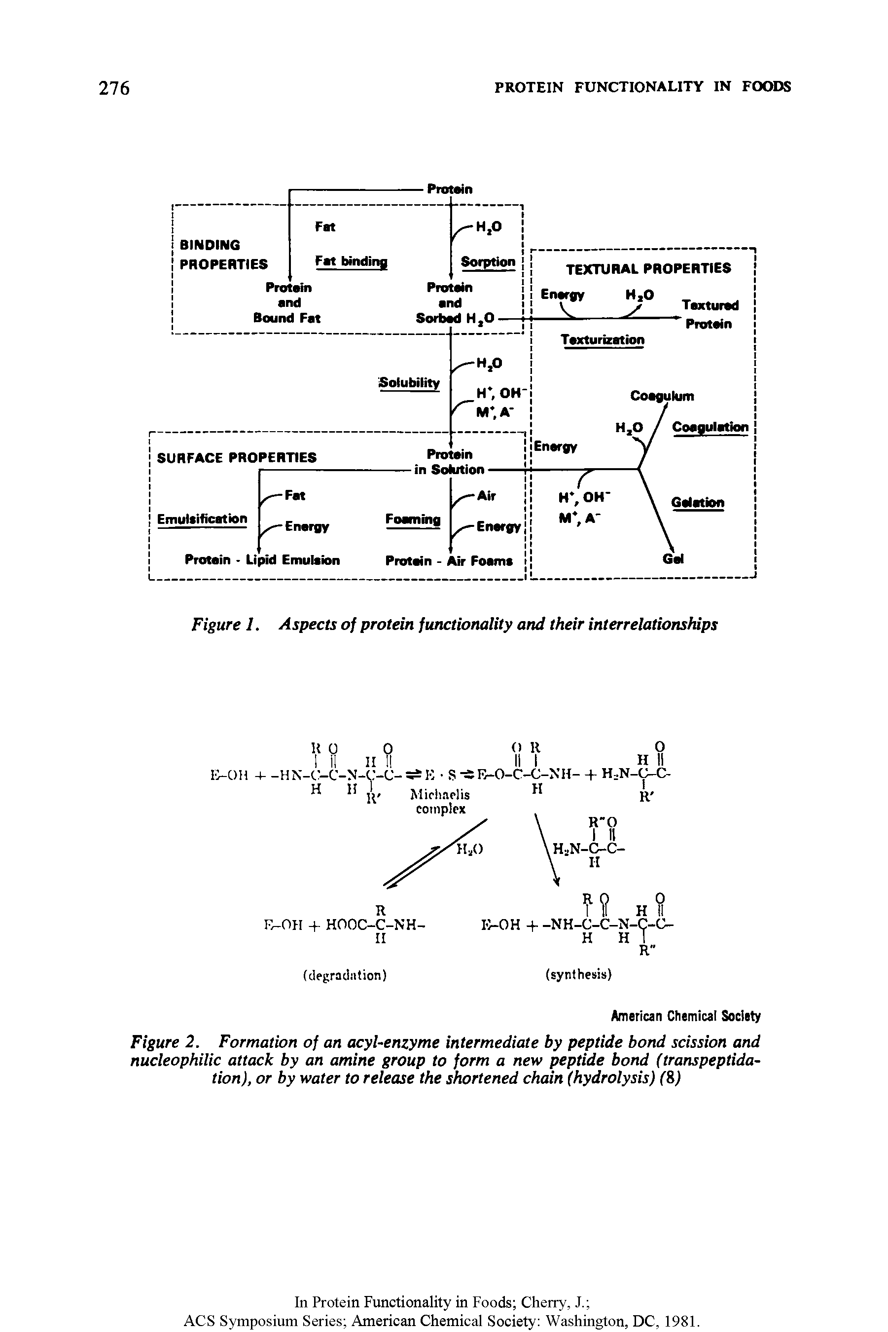Figure 2. Formation of an acyl-enzyme intermediate by peptide bond scission and nucleophilic attack by an amine group to form a new peptide bond (transpeptida-tion), or by water to release the shortened chain (hydrolysis) ( )...