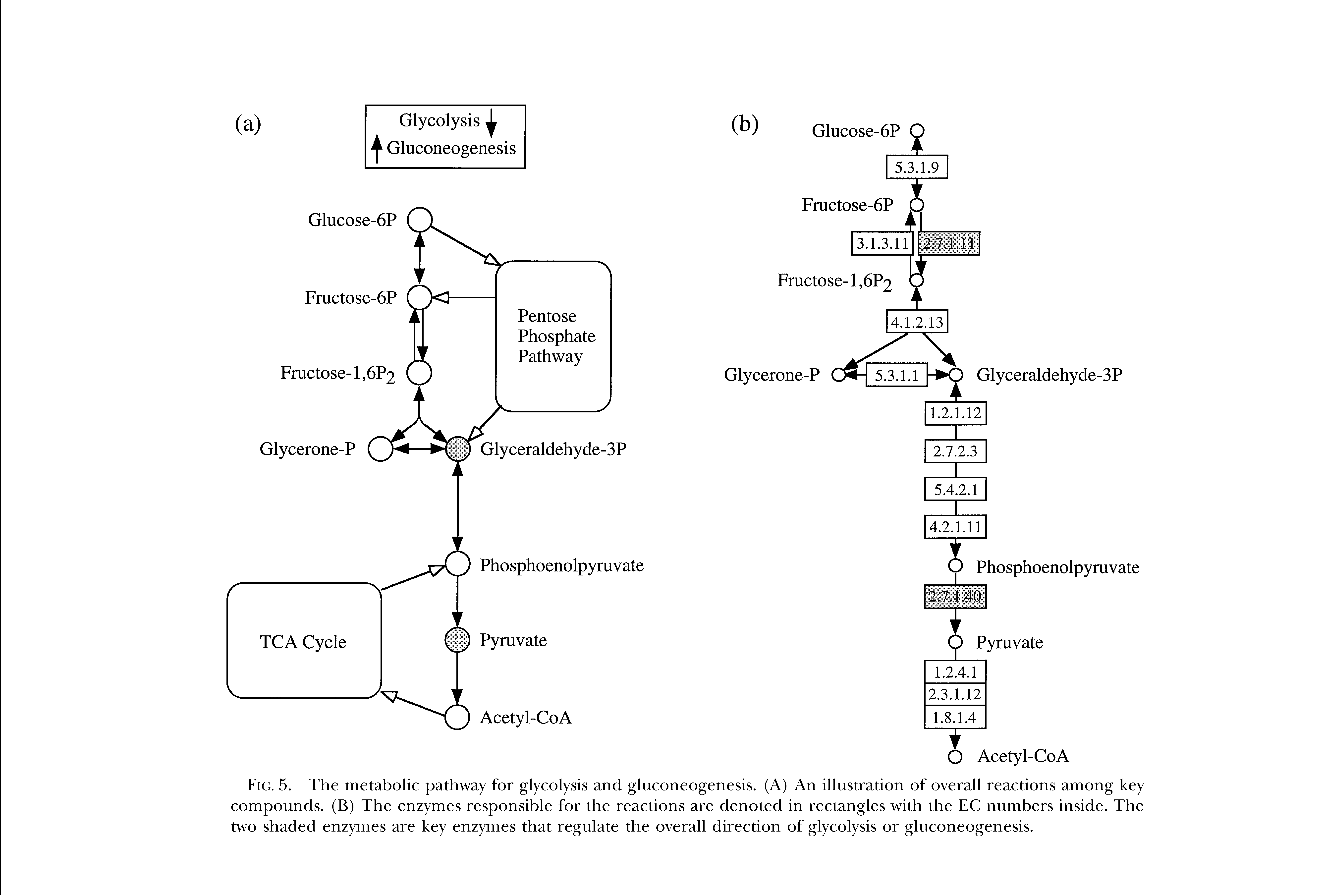 Fig. 5. The metabolic pathway for glycolysis and gluconeogenesis. (A) An illustration of overall reactions among key compounds. (B) The enzymes responsible for the reactions are denoted in rectangles with the EC numbers inside. The two shaded enzymes are key enzymes that regulate the overall direction of glycolysis or gluconeogenesis.