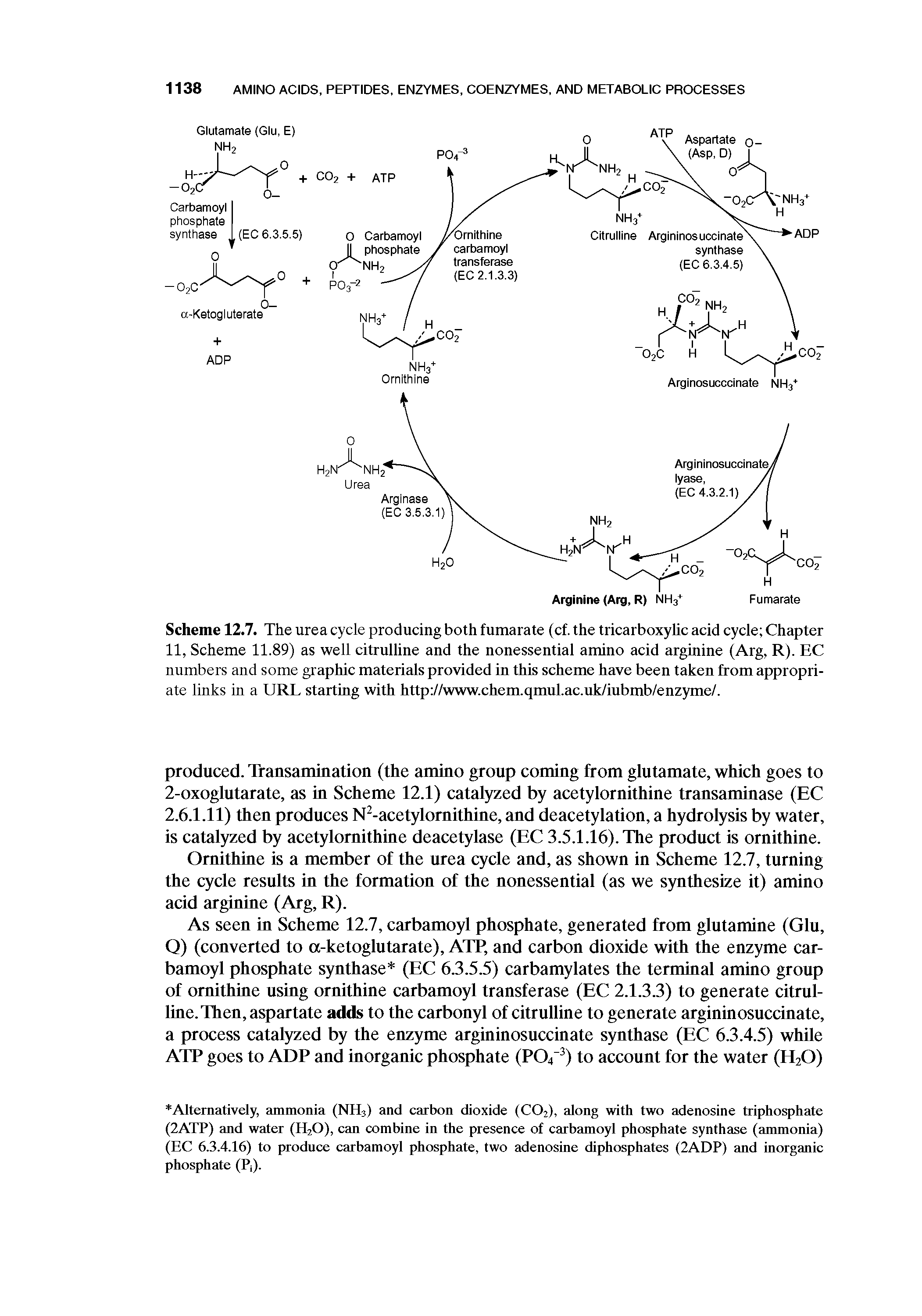 Scheme 12.7. The urea cycle producing both fumarate (cf. the tricarboxylic acid cycle Chapter 11, Scheme 11,89) as well citrulline and the nonessential amino acid arginine (Arg, R). EC numbers and some graphic materials provided in this scheme have been taken from appropriate links in a URL starting with http //www.chem.qmul.ac.uk/iubmb/enzyme/.