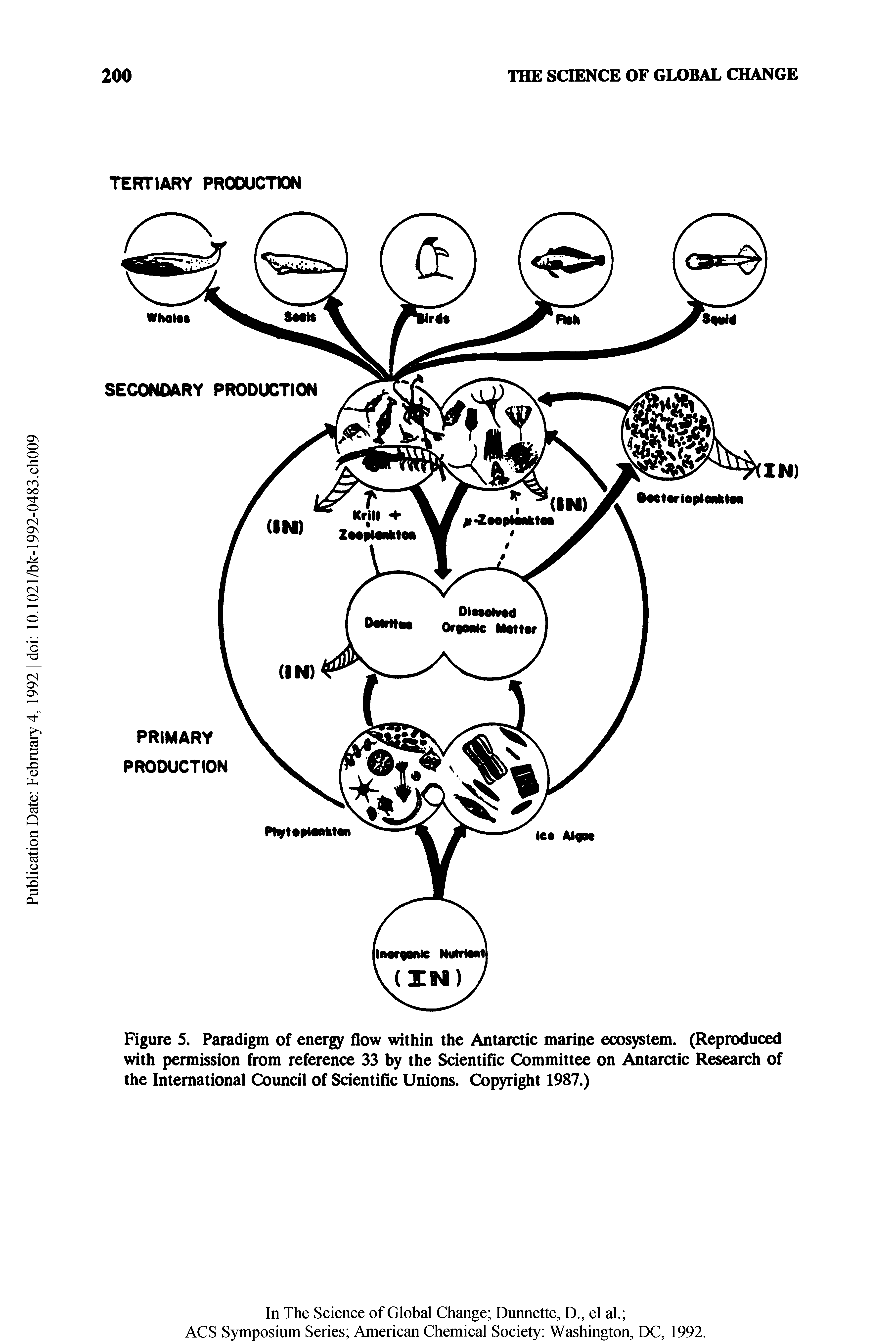 Figure 5. Paradigm of energy flow within the Antarctic marine ecosystem. (Reproduced with permission from reference 33 by the Scientific Committee on Antarctic Research of the International Council of Scientific Unions. Copyright 1987.)...