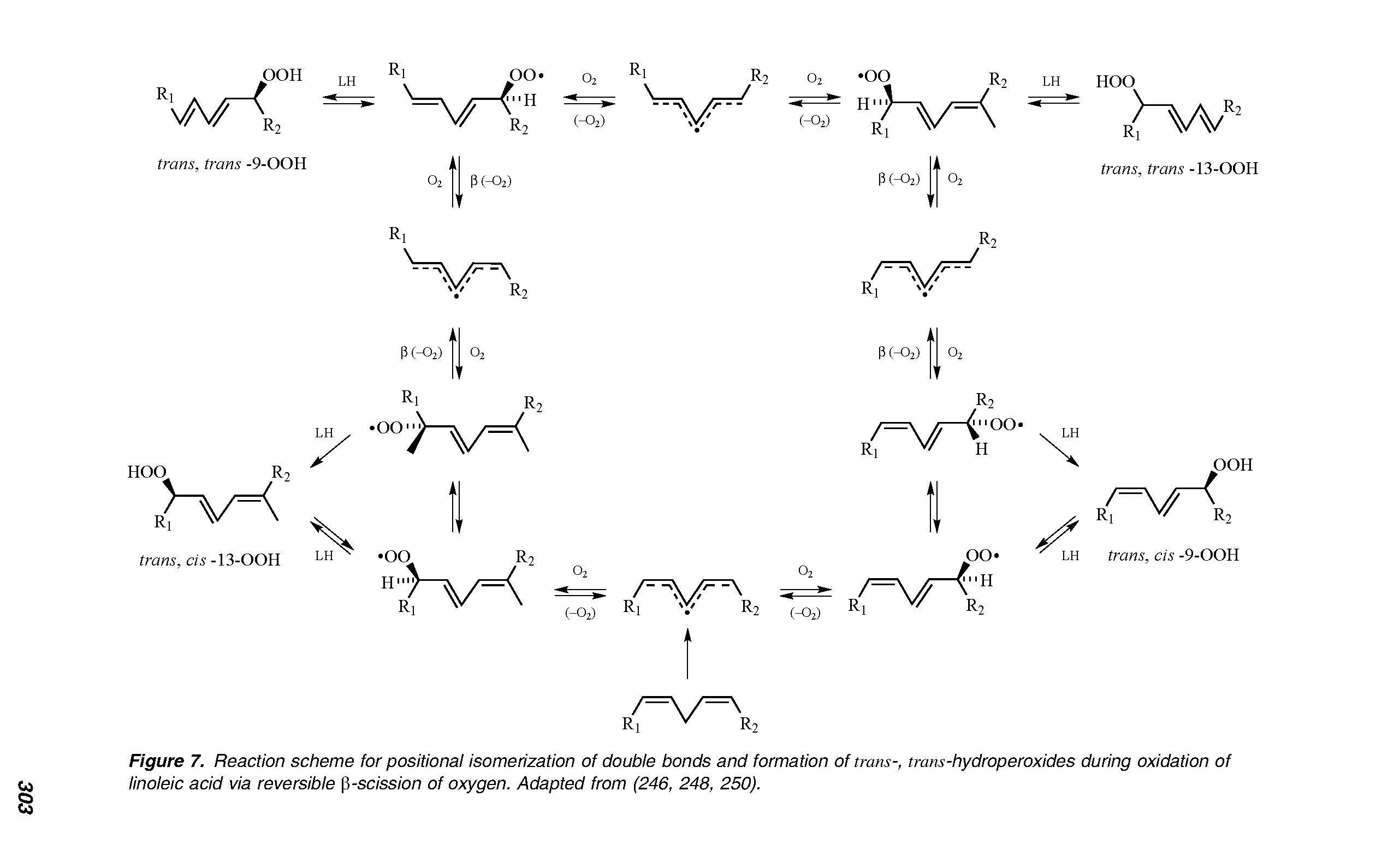 Figure 7. Reaction scheme for positional isomerization of double bonds and formation of trans-, trans-hydroperoxides during oxidation of linoleic acid via reversible p-scission of oxygen. Adapted from (246, 248, 250).