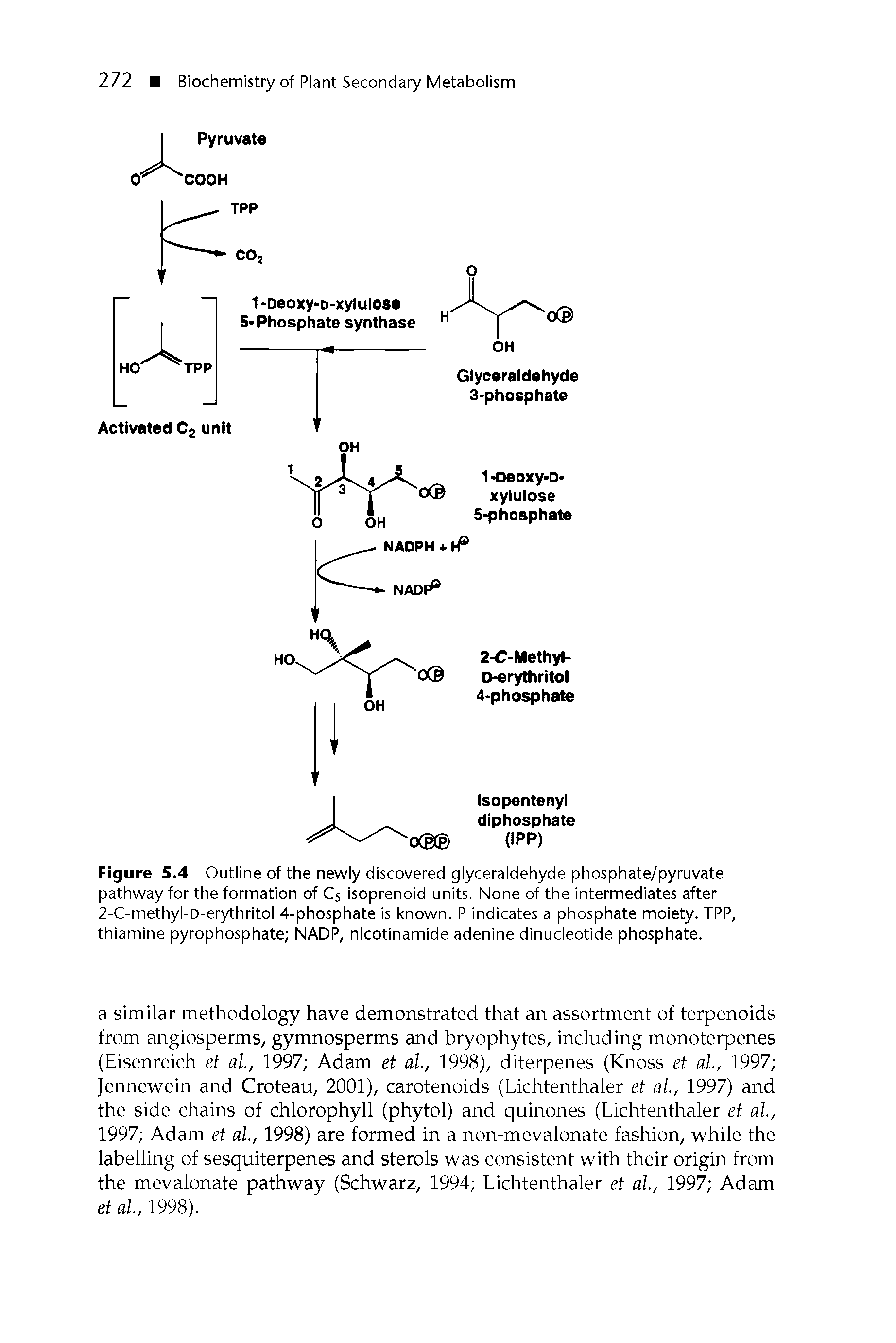 Figure 5.4 Outline of the newly discovered glyceraldehyde phosphate/pyruvate pathway for the formation of C5 isoprenoid units. None of the intermediates after 2-C-methyl-D-erythritol 4-phosphate is known. P indicates a phosphate moiety. TPP, thiamine pyrophosphate NADP, nicotinamide adenine dinucleotide phosphate.