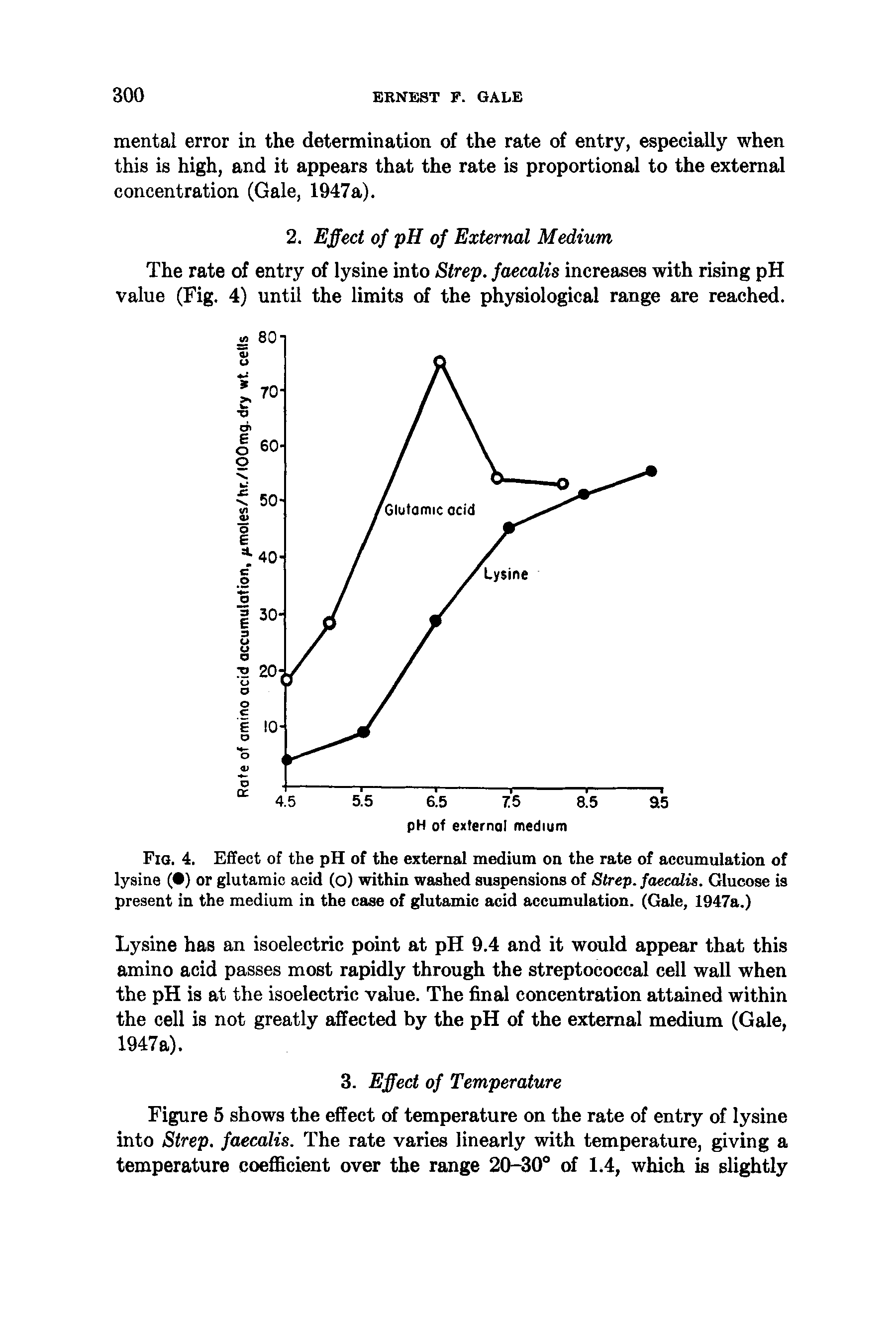 Fig. 4. Effect of the pH of the external medium on the rate of accumulation of lysine ( ) or glutamic acid (o) within washed suspensions of Strep, faecalis. Glucose is present in the medium in the case of glutamic acid accumulation. (Gale, 1947a.)...