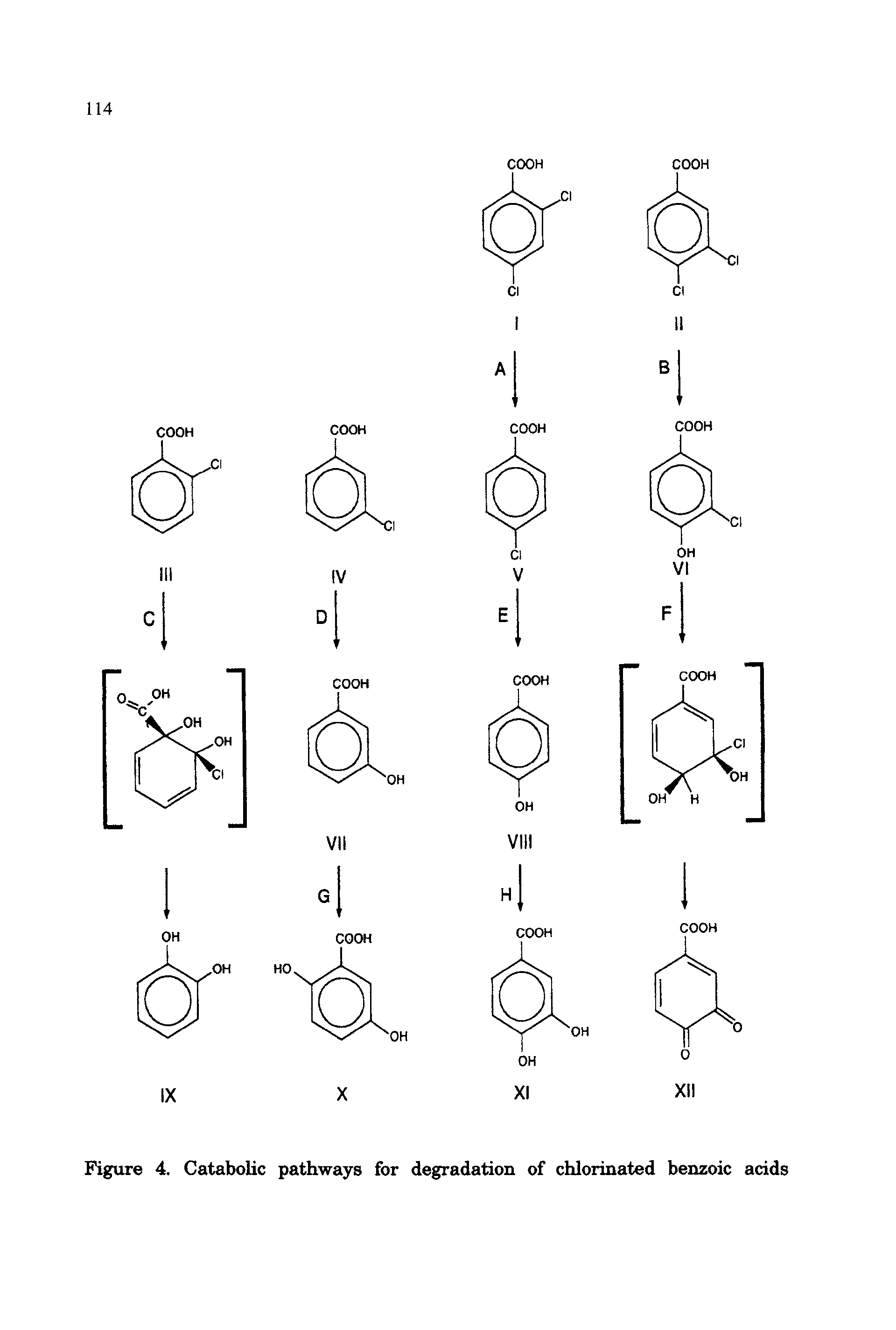 Figure 4. Catabolic pathways for degradation of chlorinated benzoic acids...