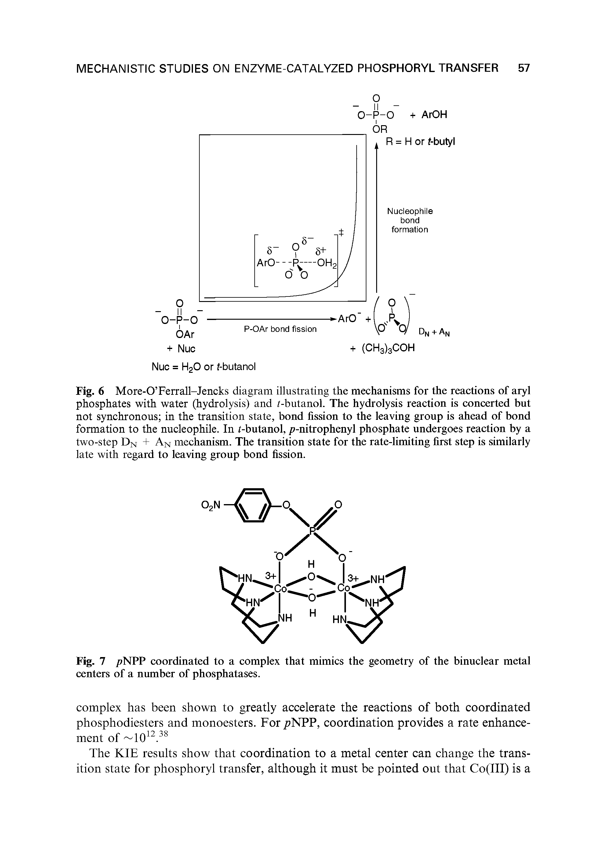 Fig. 6 More-O Ferrall-Jencks diagram illustrating the mechanisms for the reactions of aryl phosphates with water (hydrolysis) and /-butanol. The hydrolysis reaction is concerted but not synchronous in the transition state, bond fission to the leaving group is ahead of bond formation to the nucleophile. In /-butanol, p-nitrophenyl phosphate undergoes reaction by a two-step Dn + An mechanism. The transition state for the rate-limiting first step is similarly late with regard to leaving group bond fission.