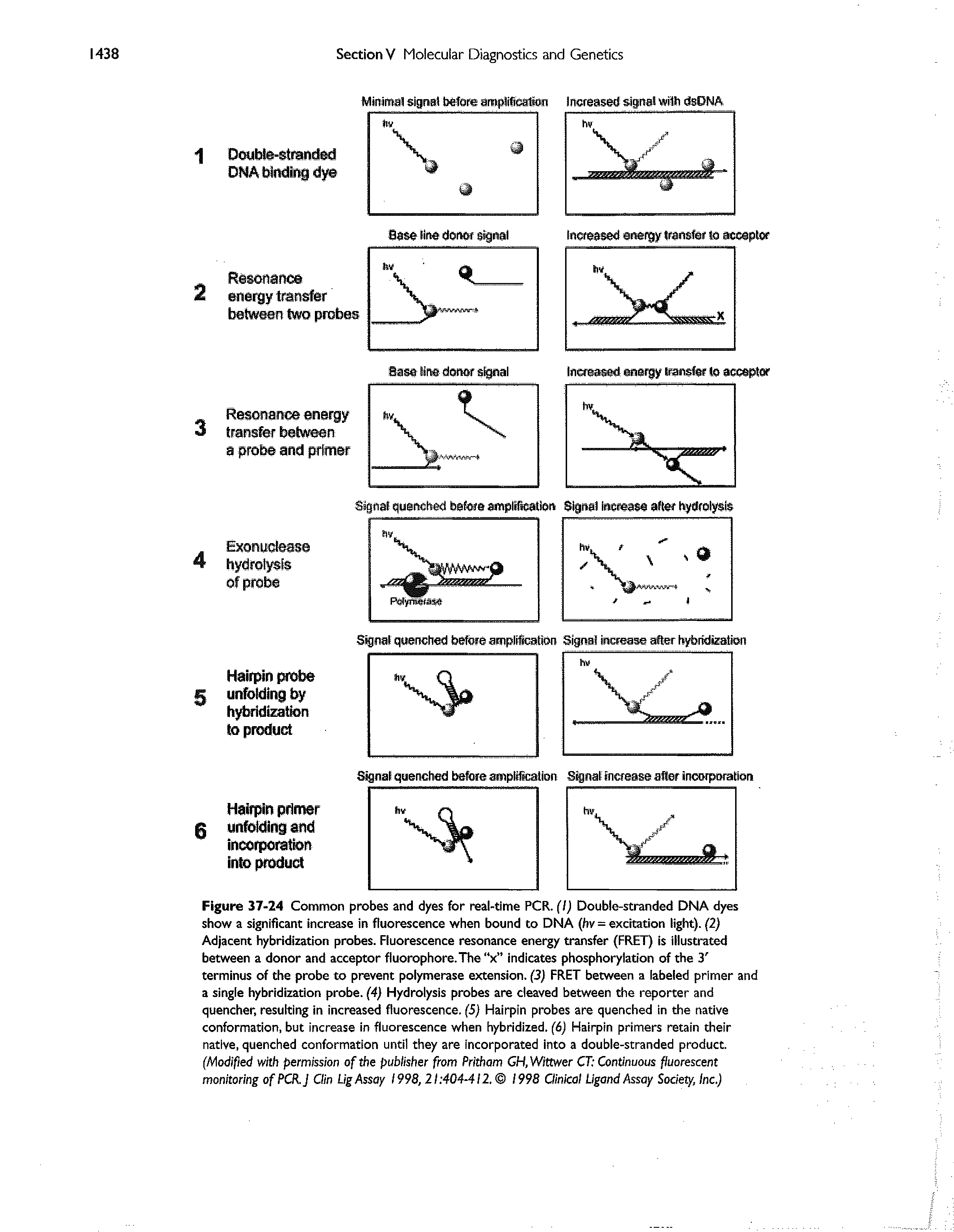 Figure 37-24 Common probes and dyes for real-time PCR. f/J Double-stranded DNA dyes show a significant increase in fluorescence when bound to DNA (hv = excitation light). (2) Adjacent hybridization probes. Fluorescence resonance energy transfer (FRET) is illustrated between a donor and acceptor fluorophore.The x indicates phosphorylation of the 3 terminus of the probe to prevent polymerase extension. (3) FRET between a labeled primer and a single hybridization probe. (4) Hydrolysis probes are cleaved between the reporter and quencher, resulting in increased fluorescence. (5) Hairpin probes are quenched in the native conformation, but increase in fluorescence when hybridized. (6) Hairpin primers retain their native, quenched conformation until they are incorporated into a double-stranded product (Modified with permission of the publisher from Pritham GH, Wittwer CT Continuous f/uorescent monitoring of PCR.J Clin Ug Assay 1998, 21 404-412. 1998 Clinical Ligand Assay Society, Inc.)...