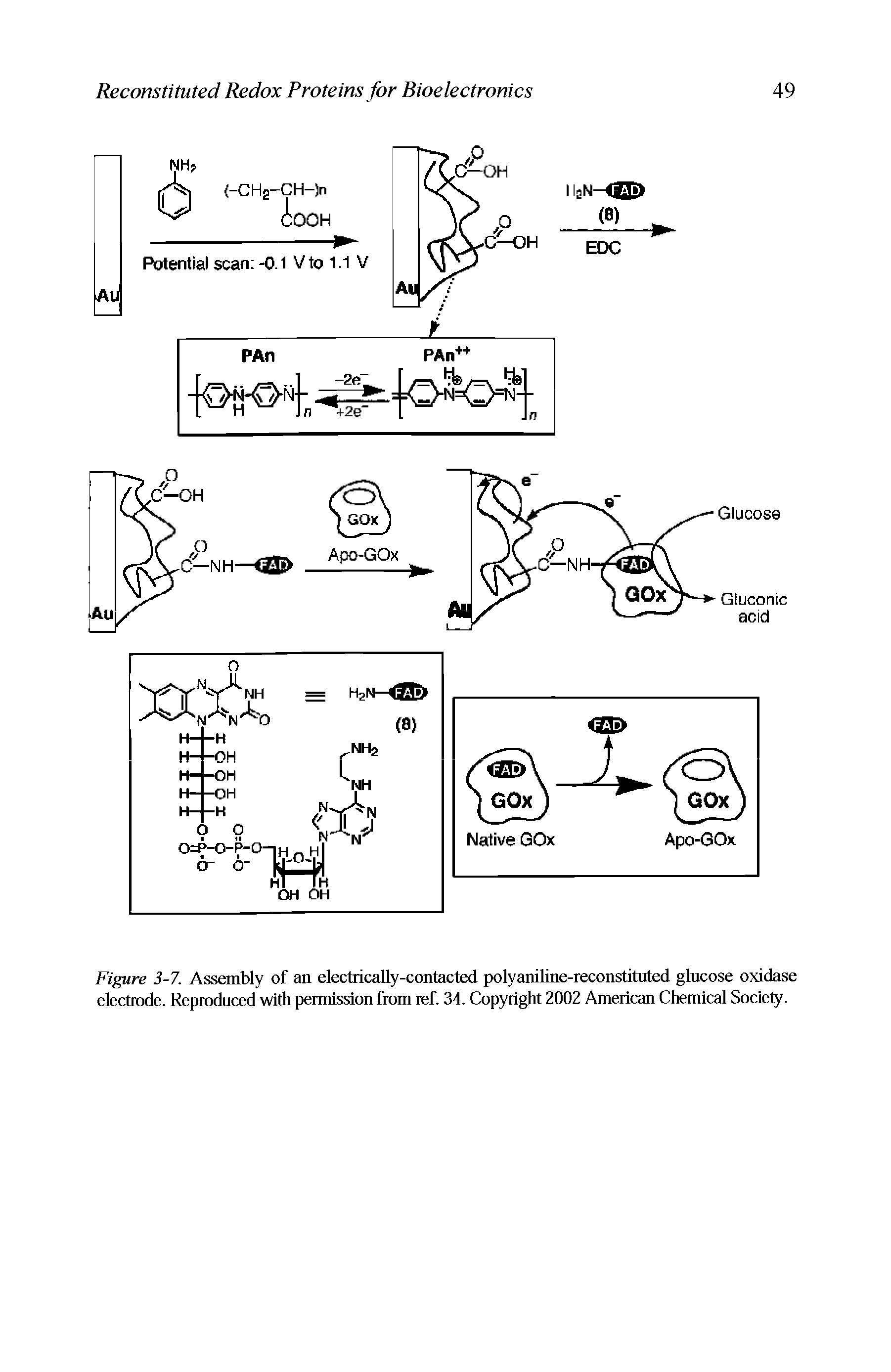 Figure 3-7. Assembly of an electrically-contacted polyaniUne-reconstituted glucose oxidase electrode. Reproduced with permission from ref. 34. Copyright 2002 American Chemical Society.