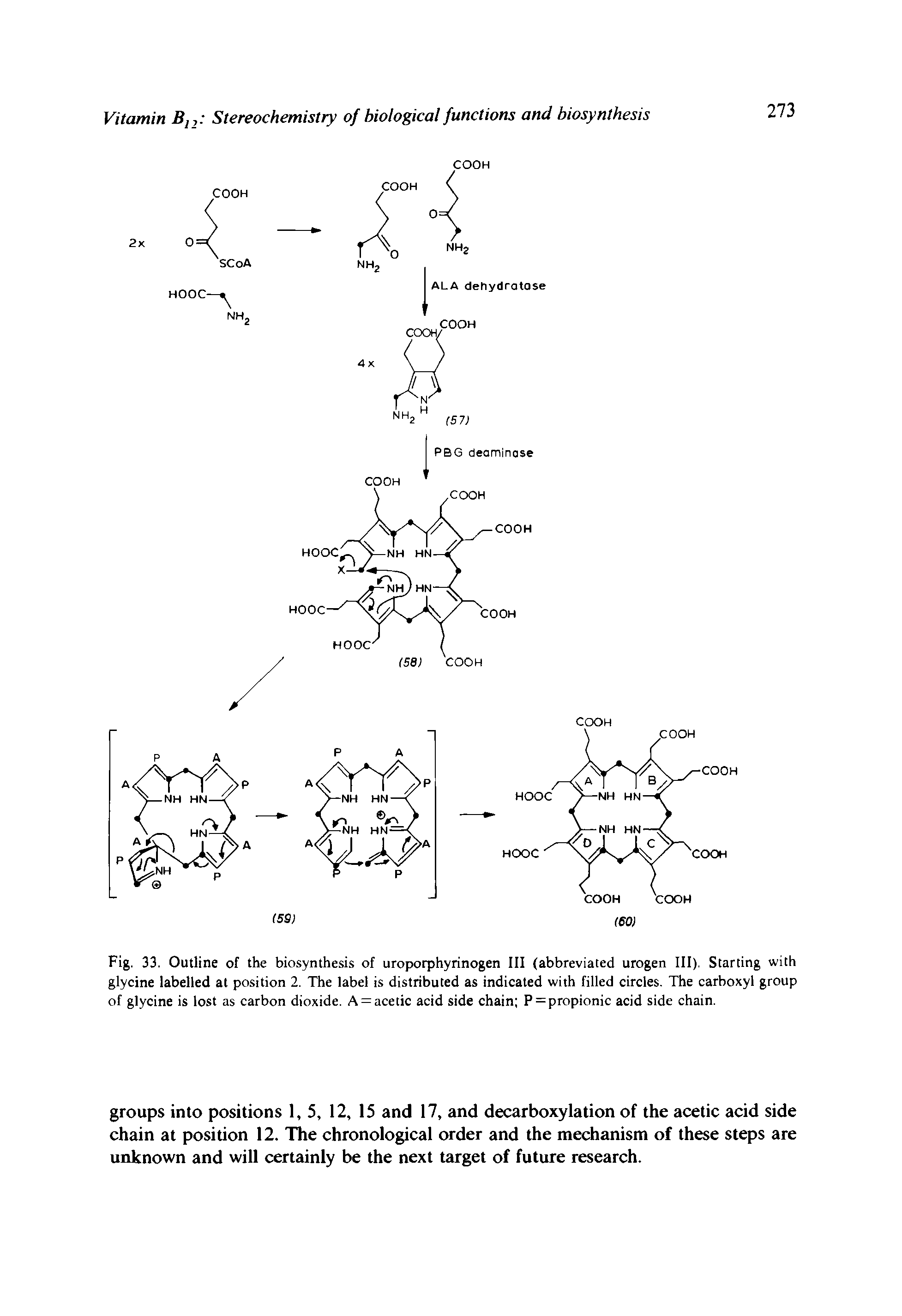 Fig. 33. Outline of the biosynthesis of uroporphyrinogen III (abbreviated urogen III), Starting with glycine labelled at position 2. The label is distributed as indicated with filled circles. The carboxyl group of glycine is lost as carbon dioxide. A = acetic acid side chain P = propionic acid side chain.