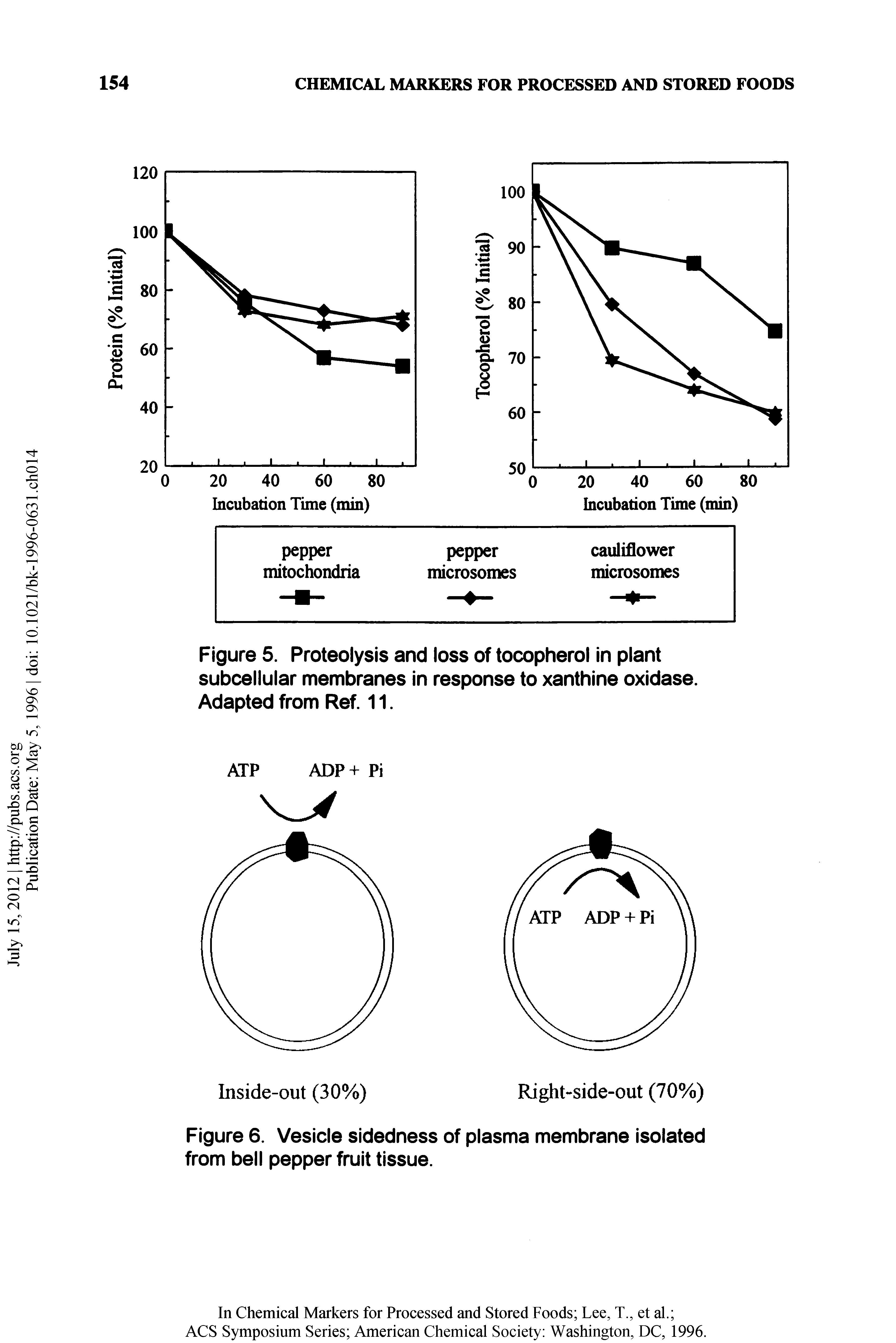 Figure 6. Vesicle sidedness of plasma membrane isolated from bell pepper fruit tissue.
