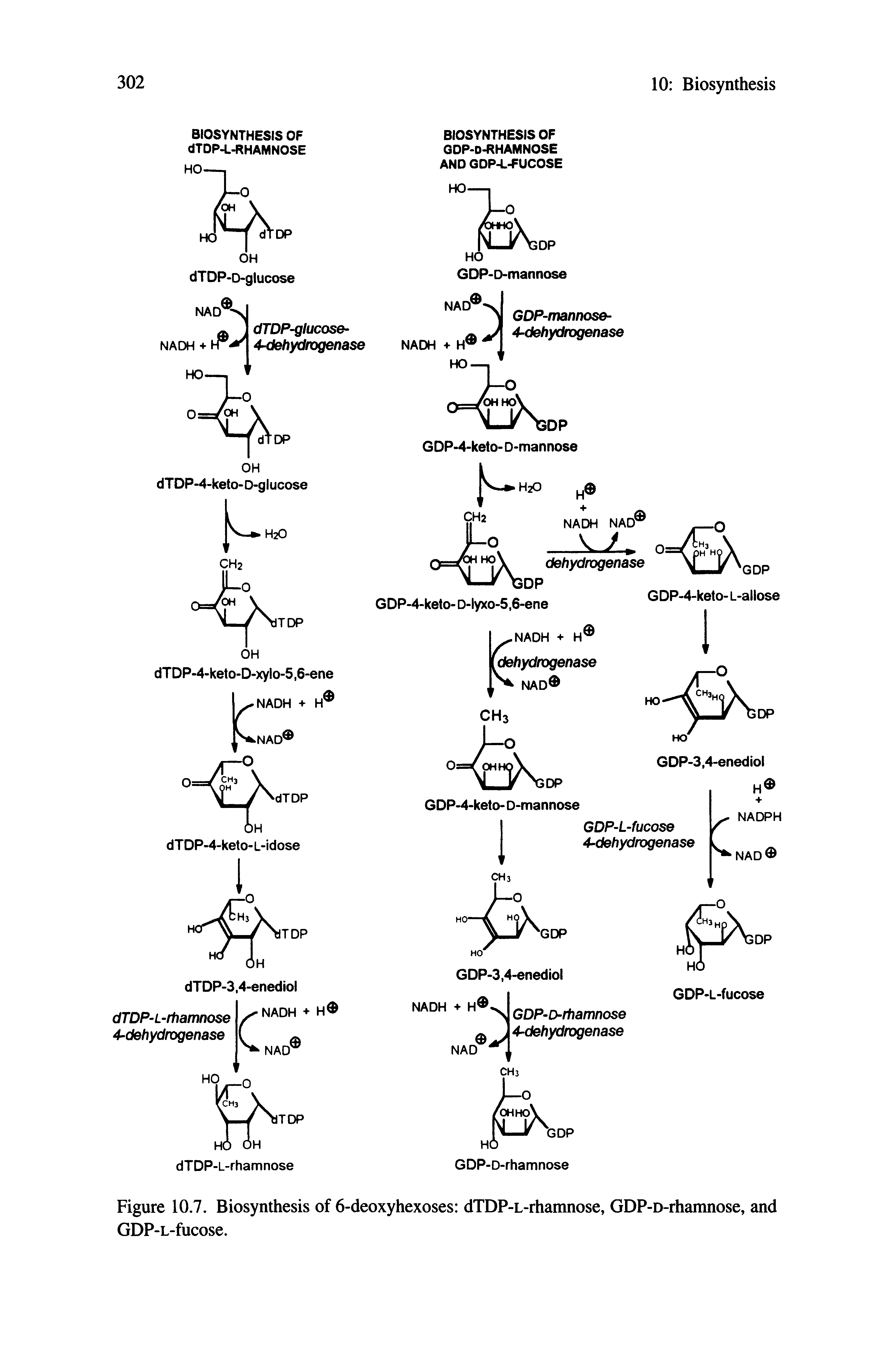 Figure 10.7. Biosynthesis of 6-deoxyhexoses dTDP-L-rhamnose, GDP-D-rhamnose, and GDP-L-fucose.