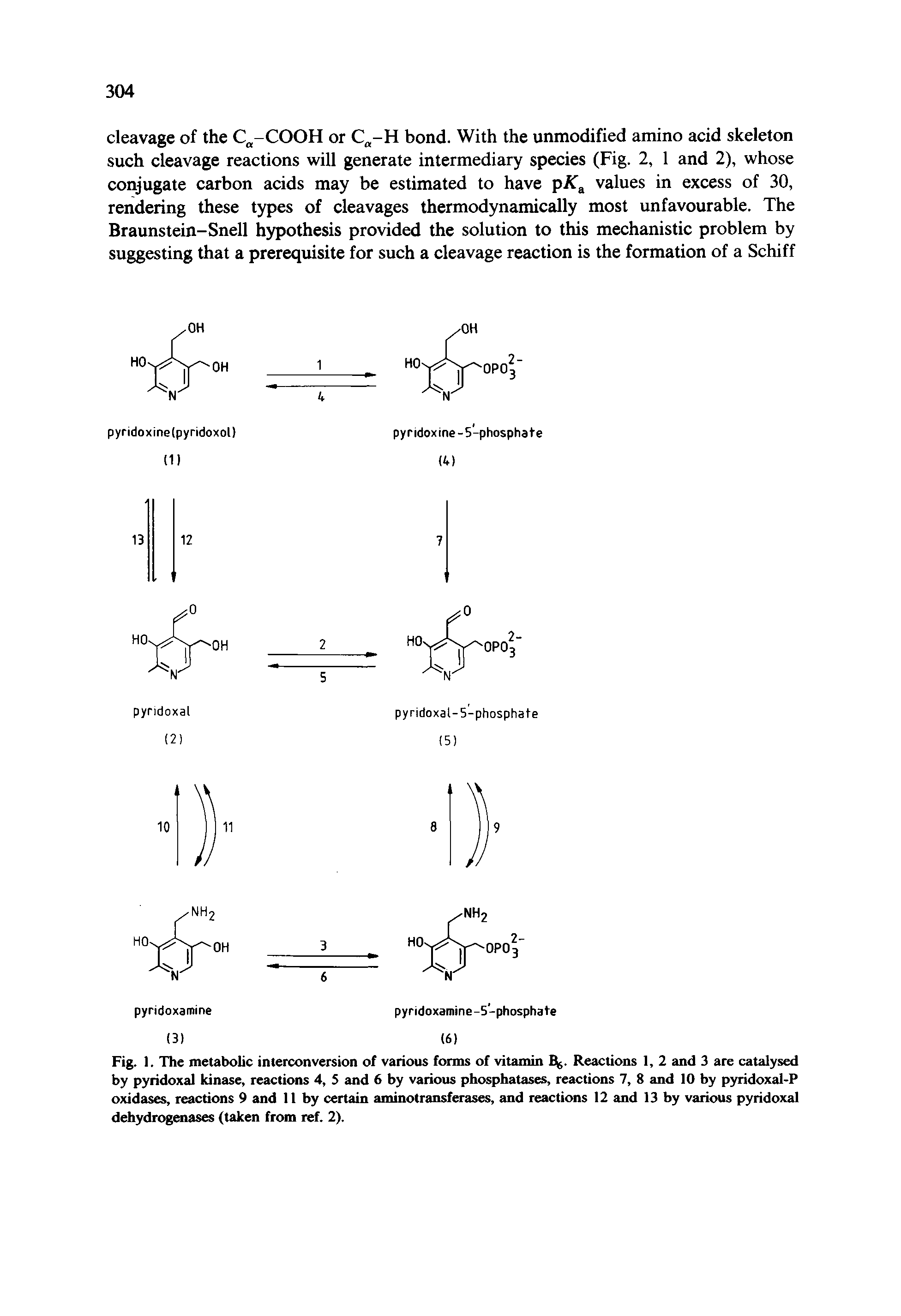 Fig. 1. The metabolic interconversion of various forms of vitamin Bg. Reactions 1, 2 and 3 are catalysed by pyridoxal kinase, reactions 4, S and 6 by various phosphatases, reactions 7, 8 and 10 by pyridoxal-P oxidases, reactions 9 and 11 by certain aminotransferases, and reactions 12 and 13 by various pyridoxal dehydrogenases (taken from ref. 2).