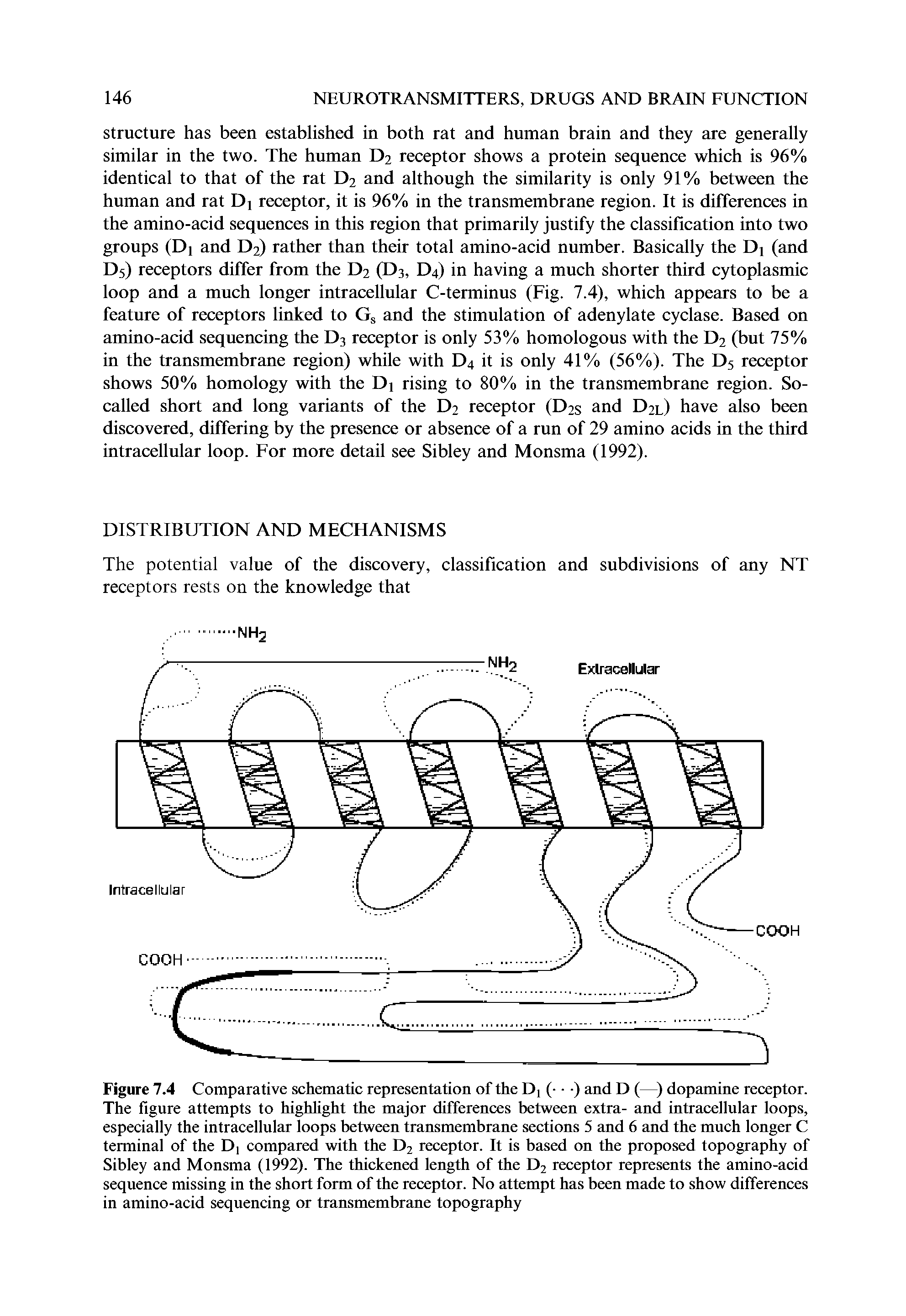 Figure 7.4 Comparative schematic representation of the Dj ( ) and D (—) dopamine receptor. The figure attempts to highlight the major differences between extra- and intracellular loops, especially the intracellular loops between transmembrane sections 5 and 6 and the much longer C terminal of the Dj compared with the D2 receptor. It is based on the proposed topography of Sibley and Monsma (1992). The thickened length of the D2 receptor represents the amino-acid sequence missing in the short form of the receptor. No attempt has been made to show differences in amino-acid sequencing or transmembrane topography...