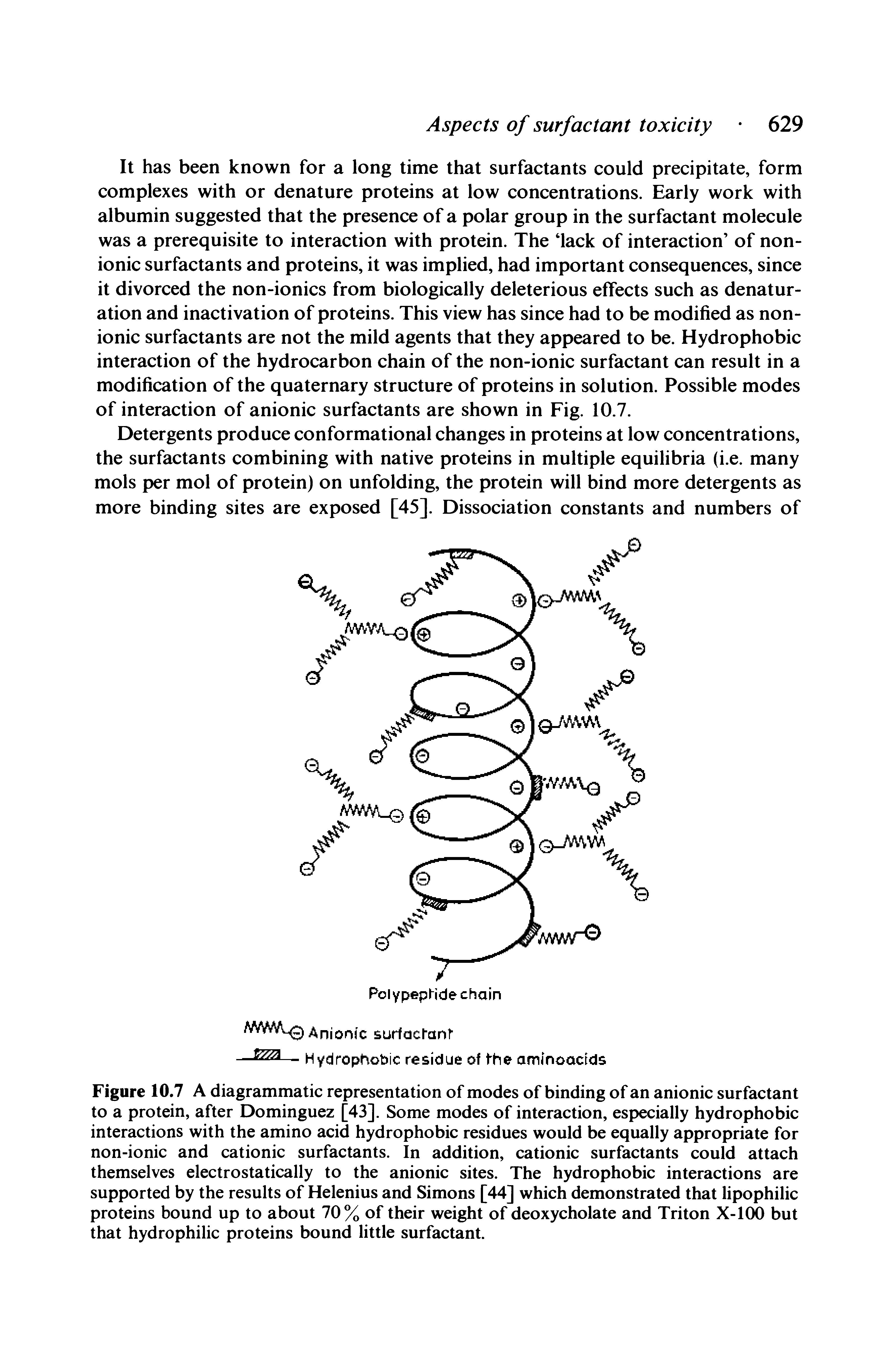 Figure 10.7 A diagrammatic representation of modes of binding of an anionic surfactant to a protein, after Dominguez [43]. Some modes of interaction, especially hydrophobic interactions with the amino acid hydrophobic residues would be equally appropriate for non-ionic and cationic surfactants. In addition, cationic surfactants could attach themselves electrostatically to the anionic sites. The hydrophobic interactions are supported by the results of Helenius and Simons [44] which demonstrated that lipophilic proteins bound up to about 70% of their weight of deoxycholate and Triton X-lOO but that hydrophilic proteins bound little surfactant.