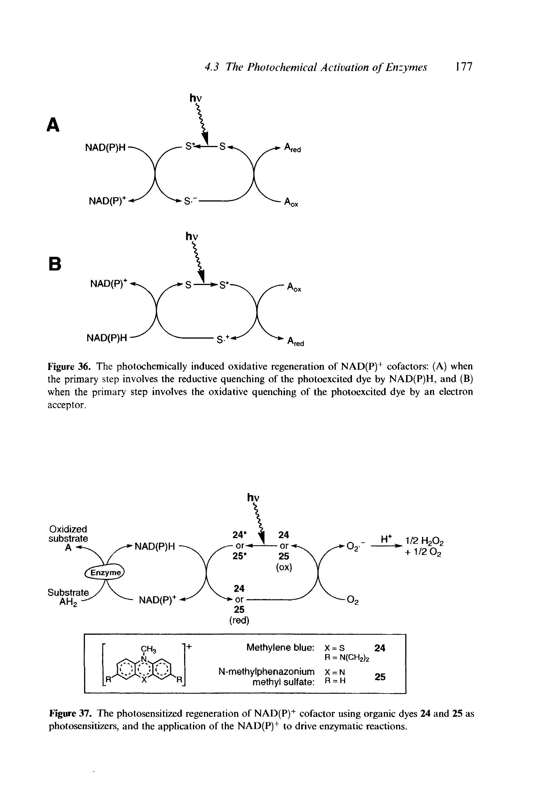 Figure 36. The photochemically induced oxidative regeneration of NAD(P)+ cofactors (A) when the primary step involves the reductive quenching of the photoexcited dye by NAD(P)H, and (B) when the primary step involves the oxidative quenching of the photoexcited dye by an electron acceptor.