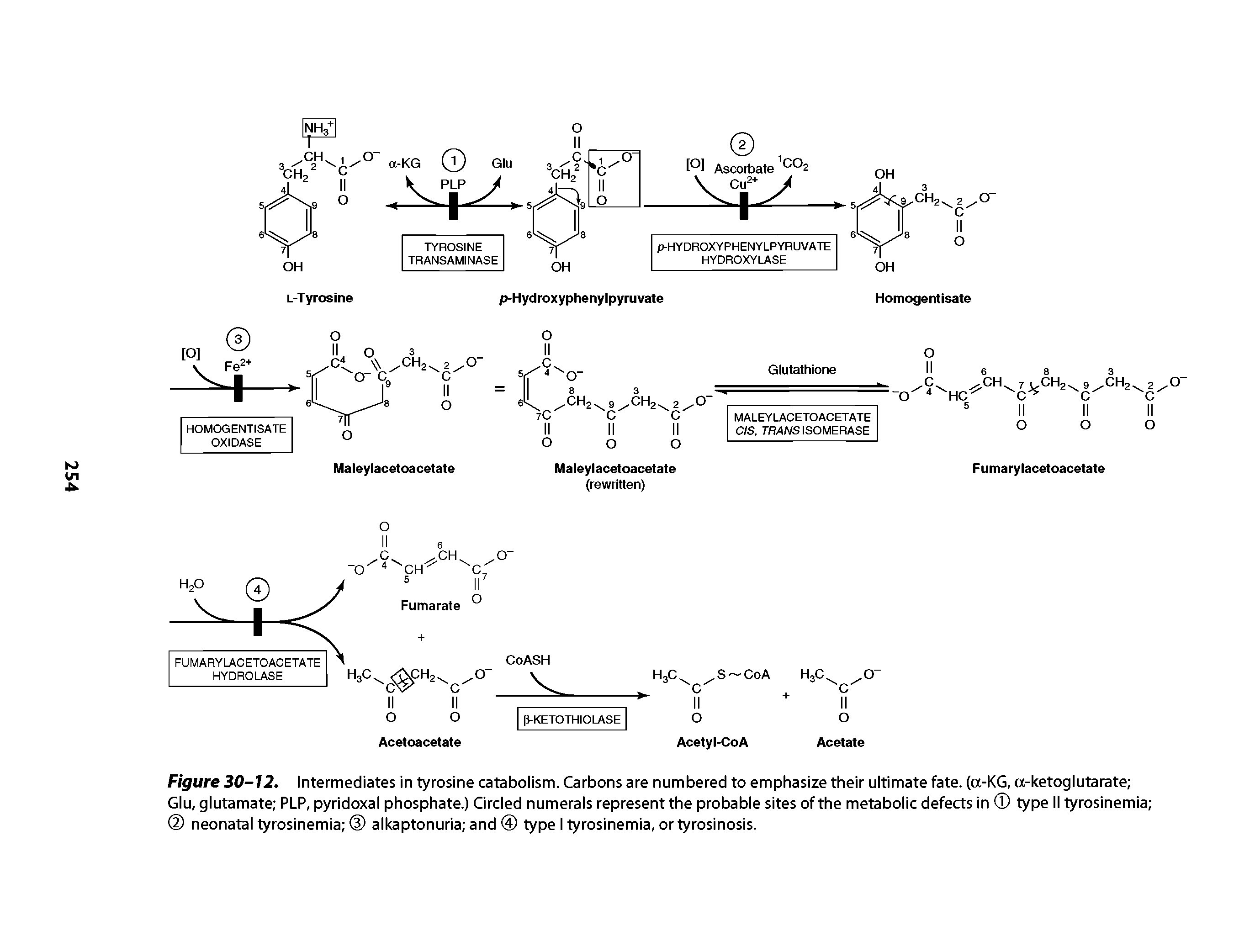 Figure 30-12. Intermediates in tyrosine catabolism. Carbons are numbered to emphasize their ultimate fate. (a-KG, a-ketoglutarate Glu, glutamate PLP, pyridoxal phosphate.) Circled numerals represent the probable sites of the metabolic defects in type II tyrosinemia neonatal tyrosinemia alkaptonuria and 0 type I tyrosinemia, or tyrosinosis.
