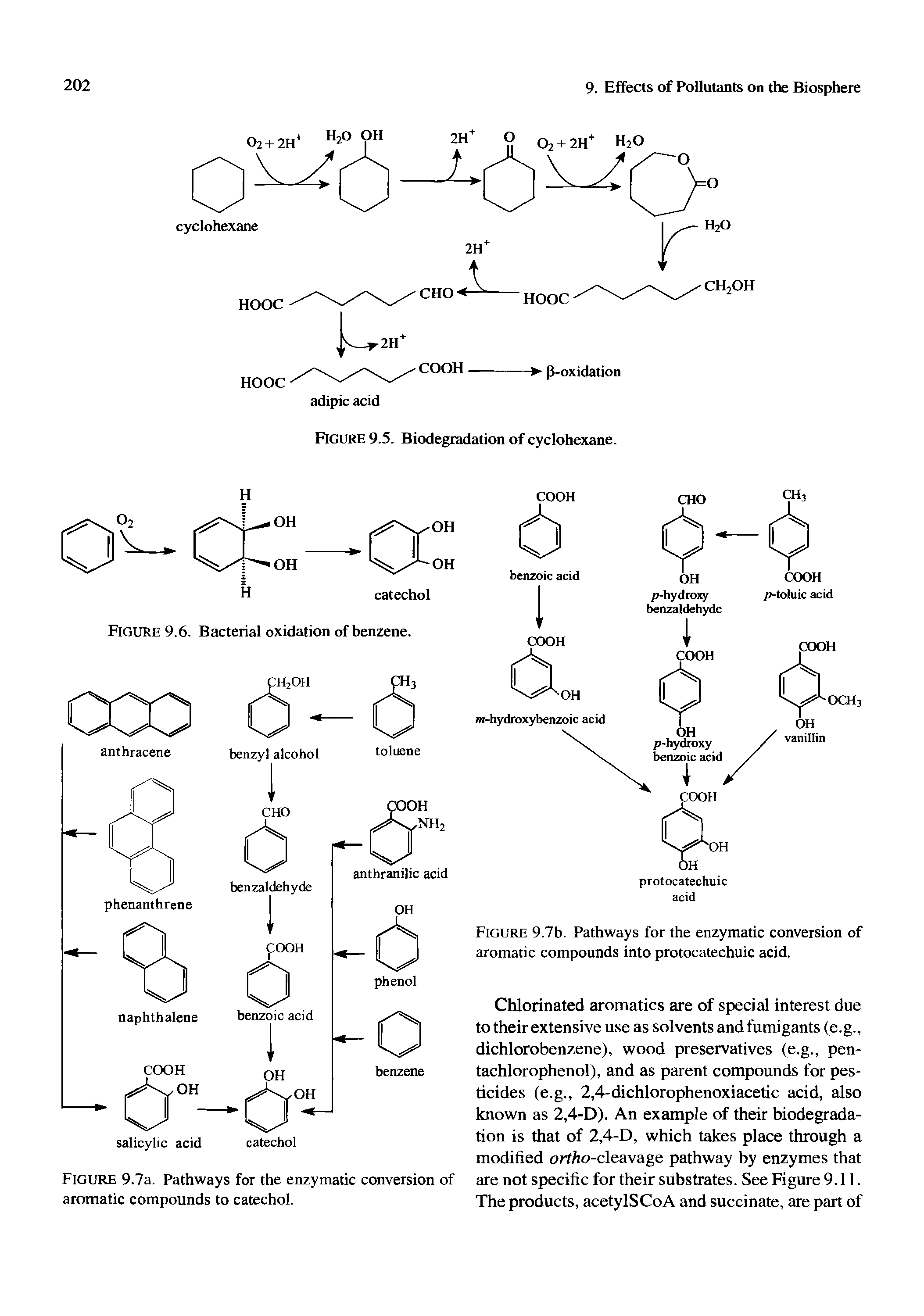 Figure 9.7b. Pathways for the enzymatic conversion of aromatic compounds into protocatechuic acid.