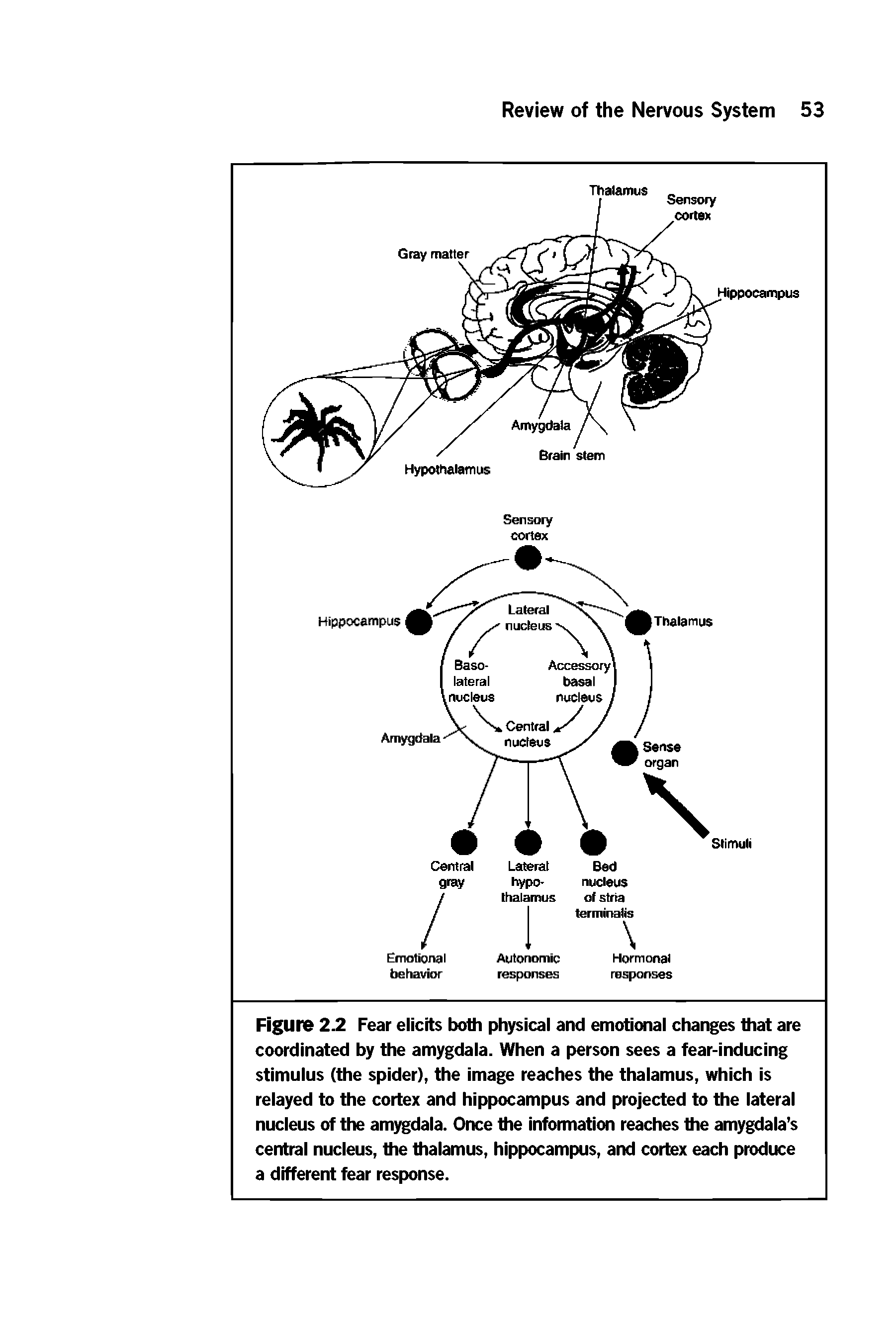 Figure 2.2 Fear elicits both physical and emotional changes that are coordinated by the amygdala. When a person sees a fear-inducing stimulus (the spider), the image reaches the thalamus, which is relayed to the cortex and hippocampus and projected to the lateral nucleus of the am dala. Once the information reaches the amygdala s central nucleus, the thalamus, hippocampus, and cortex each produce a different fear response.