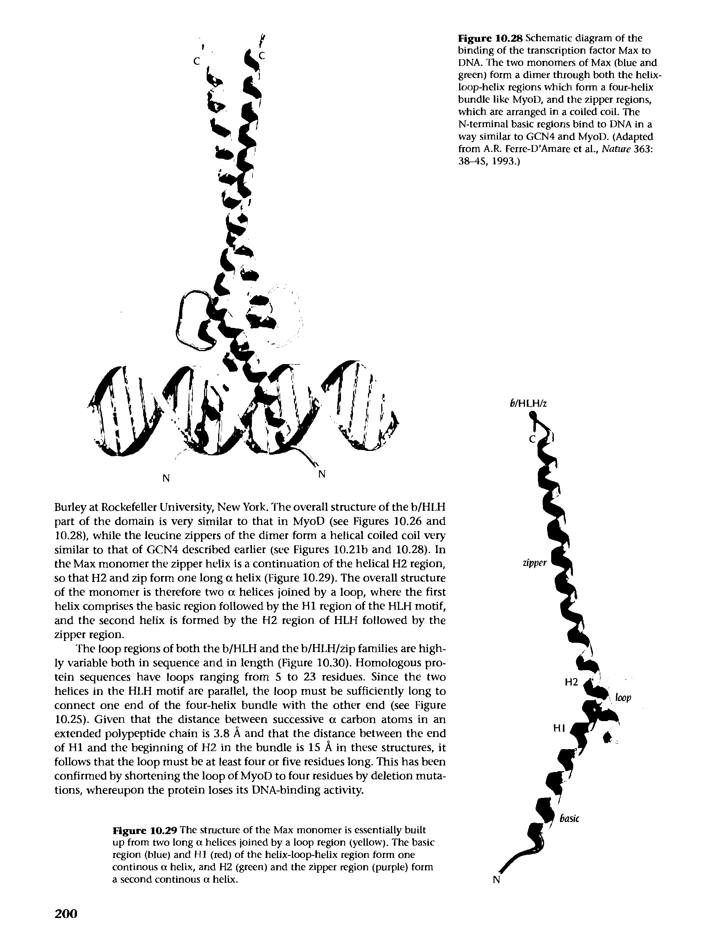 Figure 10.28 Schematic diagram of the binding of the transcription factor Max to DNA. The two monomers of Max (blue and green) form a dimer through both the helix-loop-helLx regions which form a four-helix bundle like MyoD, and the zipper regions, which are arranged in a coiled coil. The N-terminal basic regions bind to DNA in a way similar to GCN4 and MyoD. (Adapted from A.R. Ferre-D Amare et al., Nature 363 38-4S, 1993.)...