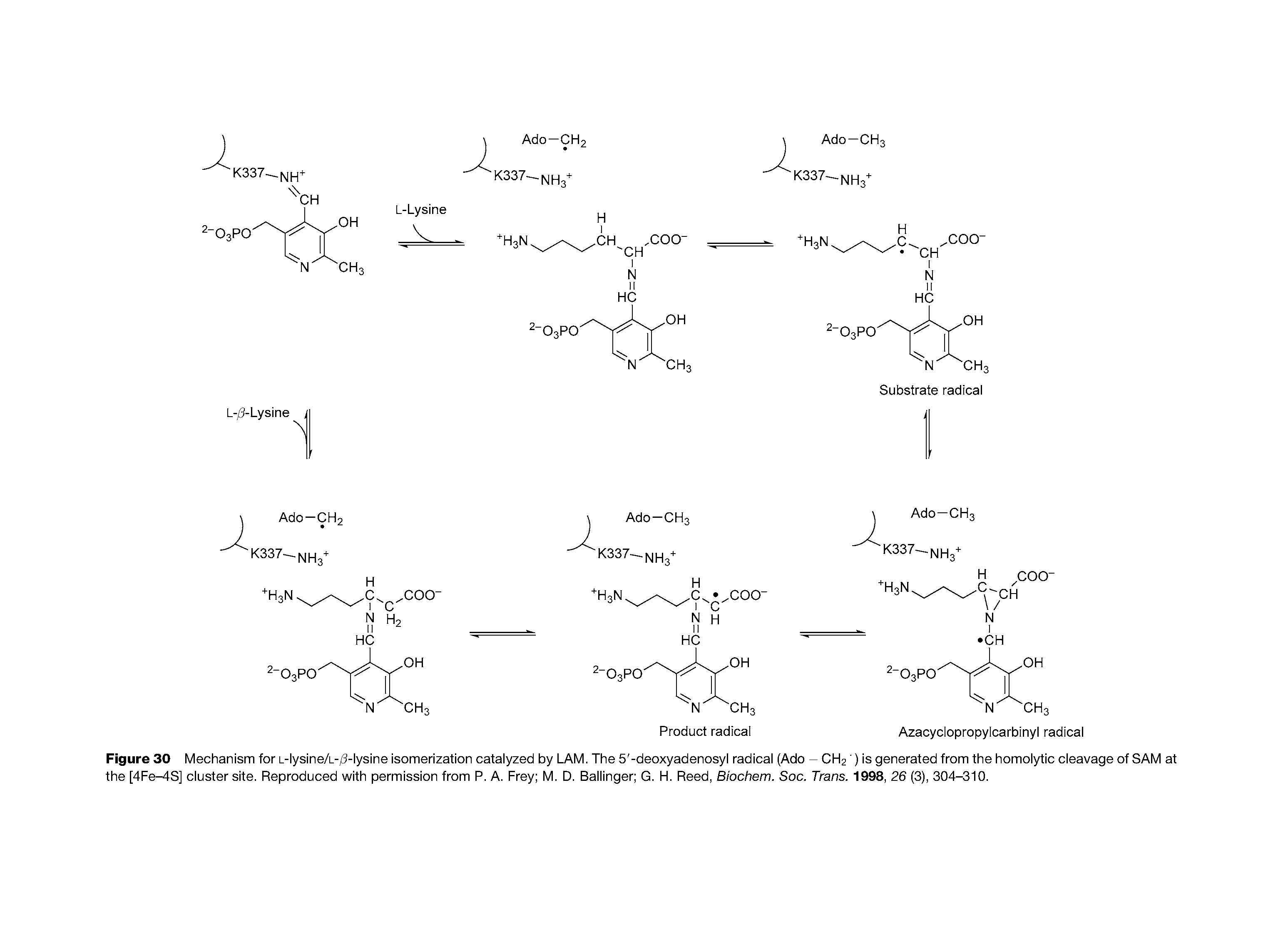 Figure 30 Mechanism for L-lyslne/L-/3-lyslne Isomerization catalyzed by LAM. The 5 -deoxyadenosyl radical (Ado - CH2 ) Is generated from the homolytic cleavage of SAM at the [4Fe S] cluster site. Reproduced with permission from P. A. Frey M. D. Ballinger G. H. Reed, Biochem. Soc. Trans. 1998, 26 (3), 304-310.