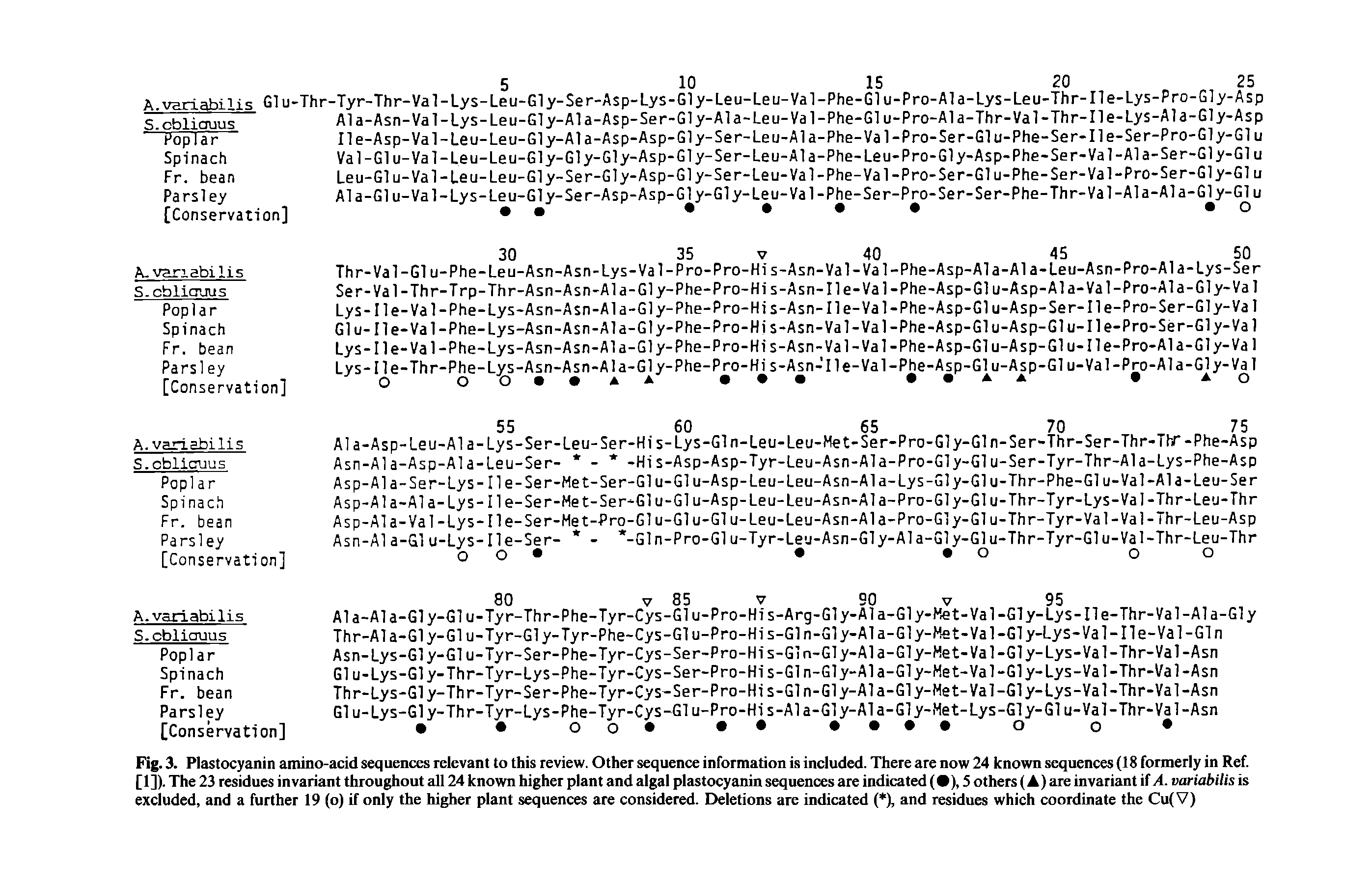 Fig. 3. Plastocyanin amino-acid sequences relevant to this review. Other sequence information is included. There are now 24 known sequences (18 formerly in Ref. [ I]). The 23 residues invariant throughout all 24 known higher plant and algal plastocyanin sequences are indicated ( ), 5 others (A) are invariant if A. variabilis is excluded, and a further 19 (o) if only the higher plant sequences are considered. Eieletions are indicated ( ), and residues which coordinate the Cu(V)...