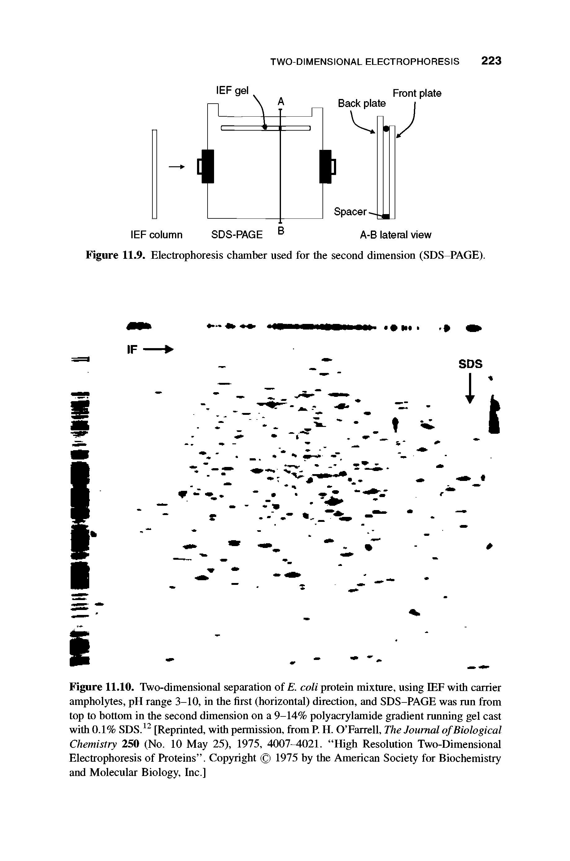 Figure 11.10. Two-dimensional separation of E. coli protein mixture, using IEF with carrier ampholytes, pH range 3-10, in the first (horizontal) direction, and SDS-PAGE was mn from top to bottom in the second dimension on a 9-14% polyacrylamide gradient running gel cast with 0.1% SDS.12 [Reprinted, with permission, from P. H. O Farrell, The Journal of Biological Chemistry 250 (No. 10 May 25), 1975, 4007 4021. High Resolution Two-Dimensional Electrophoresis of Proteins . Copyright 1975 by the American Society for Biochemistry and Molecular Biology, Inc.]...