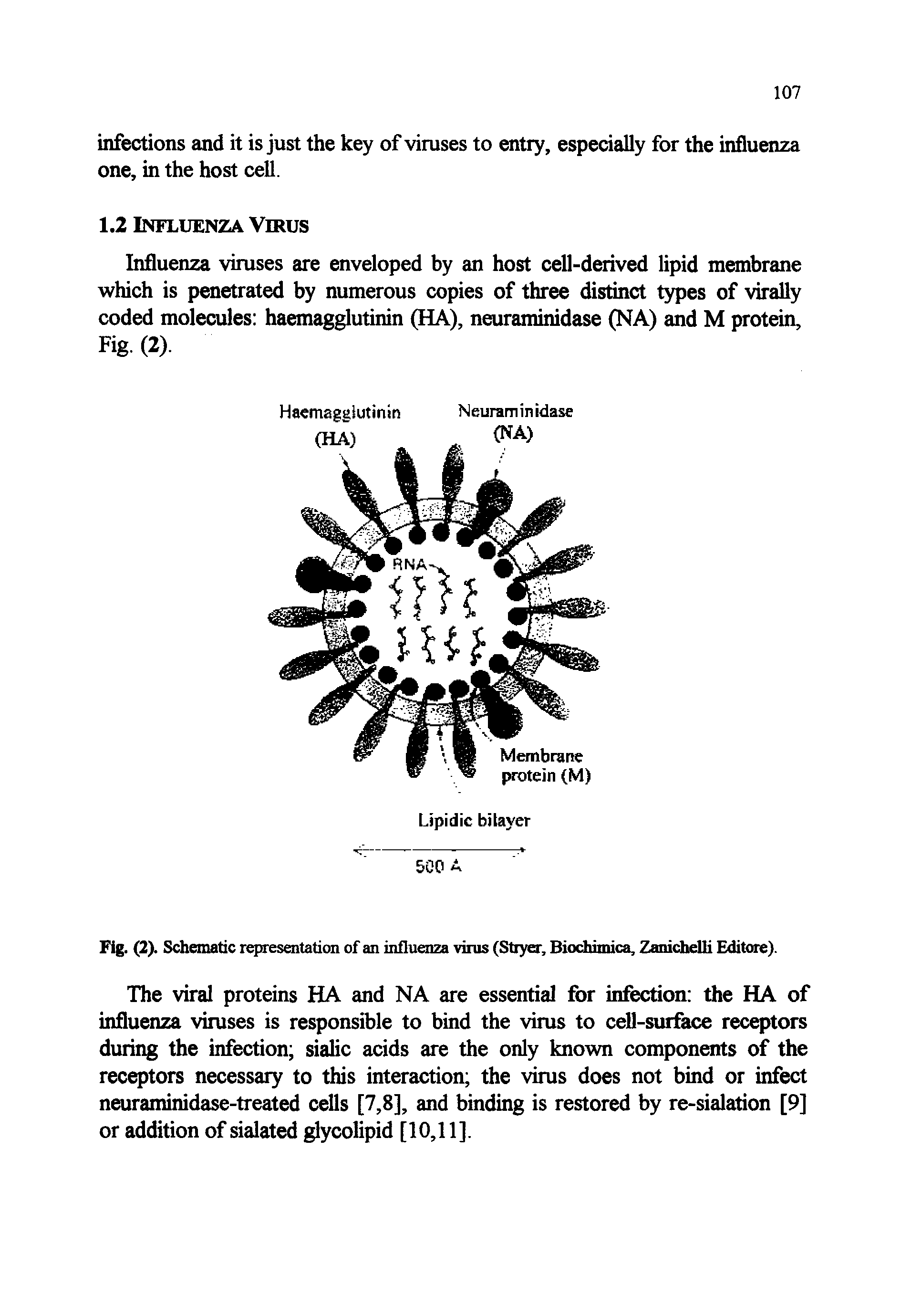Fig. (2). Schematic representation of an influenza virus (Stryer, Biochimica, Zanichelli Editore).