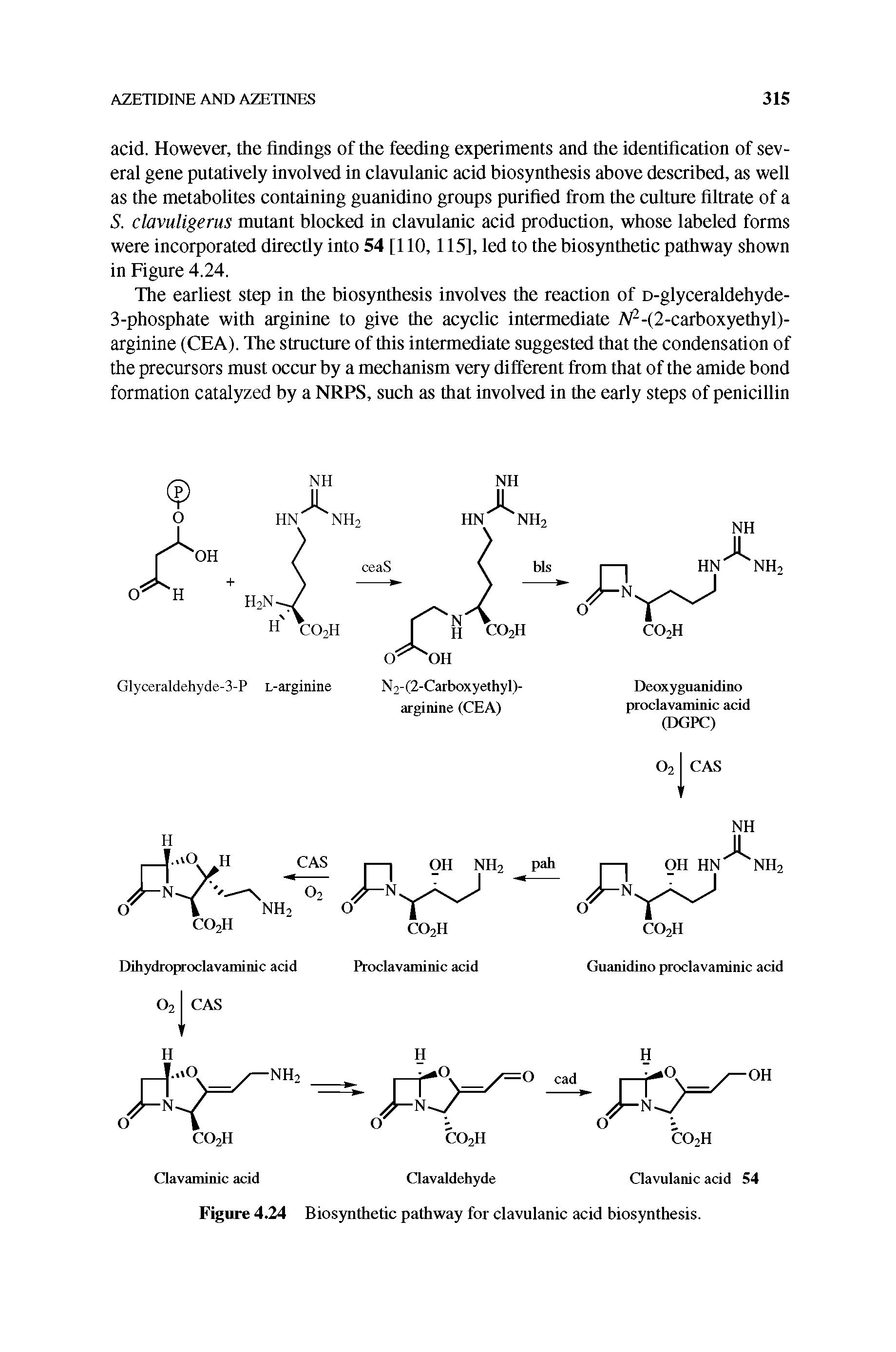 Figure 4.24 Biosynthetic pathway for clavulanic acid biosynthesis.