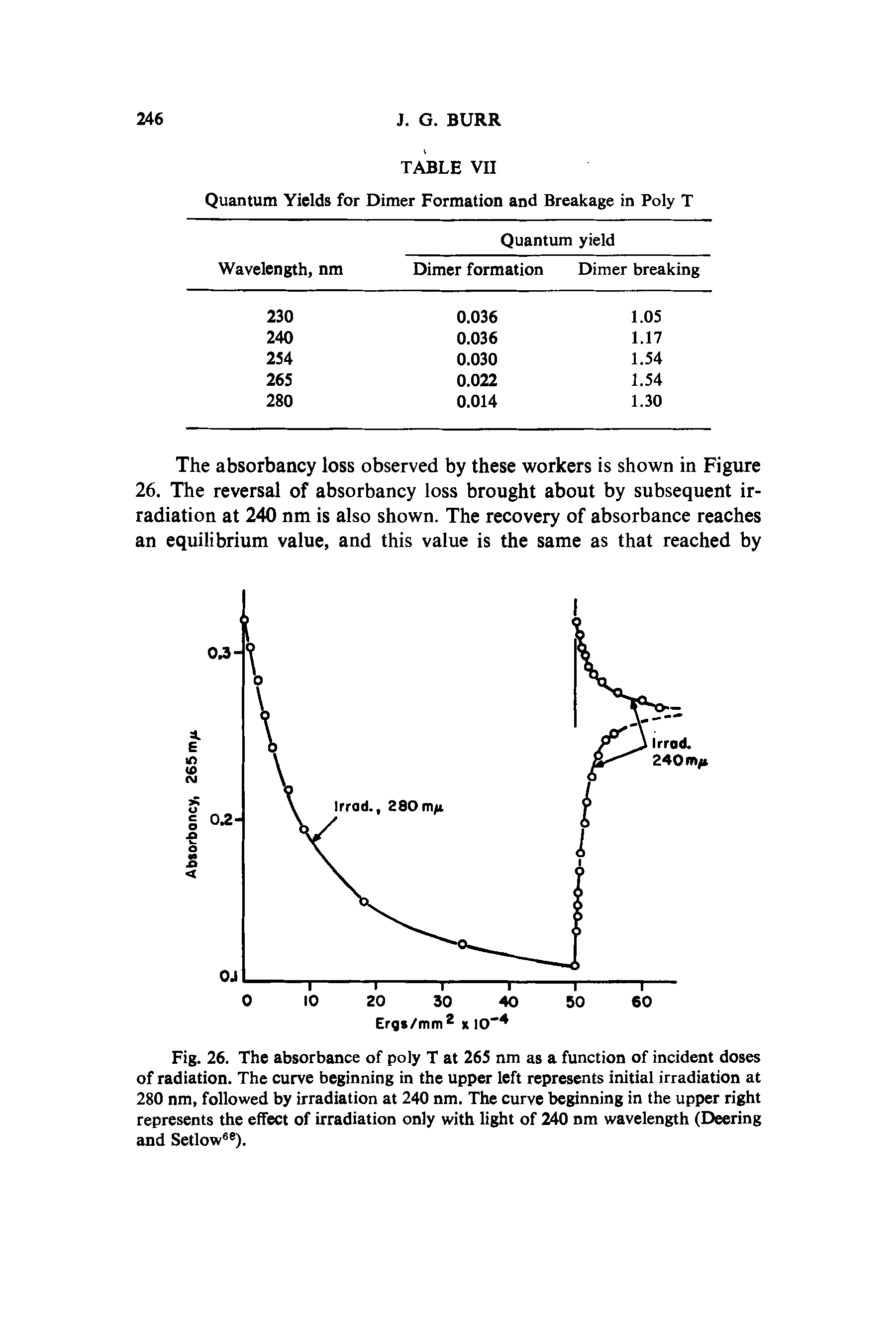 Fig. 26. The absorbance of poly T at 265 nm as a function of incident doses of radiation. The curve beginning in the upper left represents initial irradiation at 280 nm, followed by irradiation at 240 nm. The curve beginning in the upper right represents the effect of irradiation only with light of 240 nm wavelength (Deering and Setlow6e).