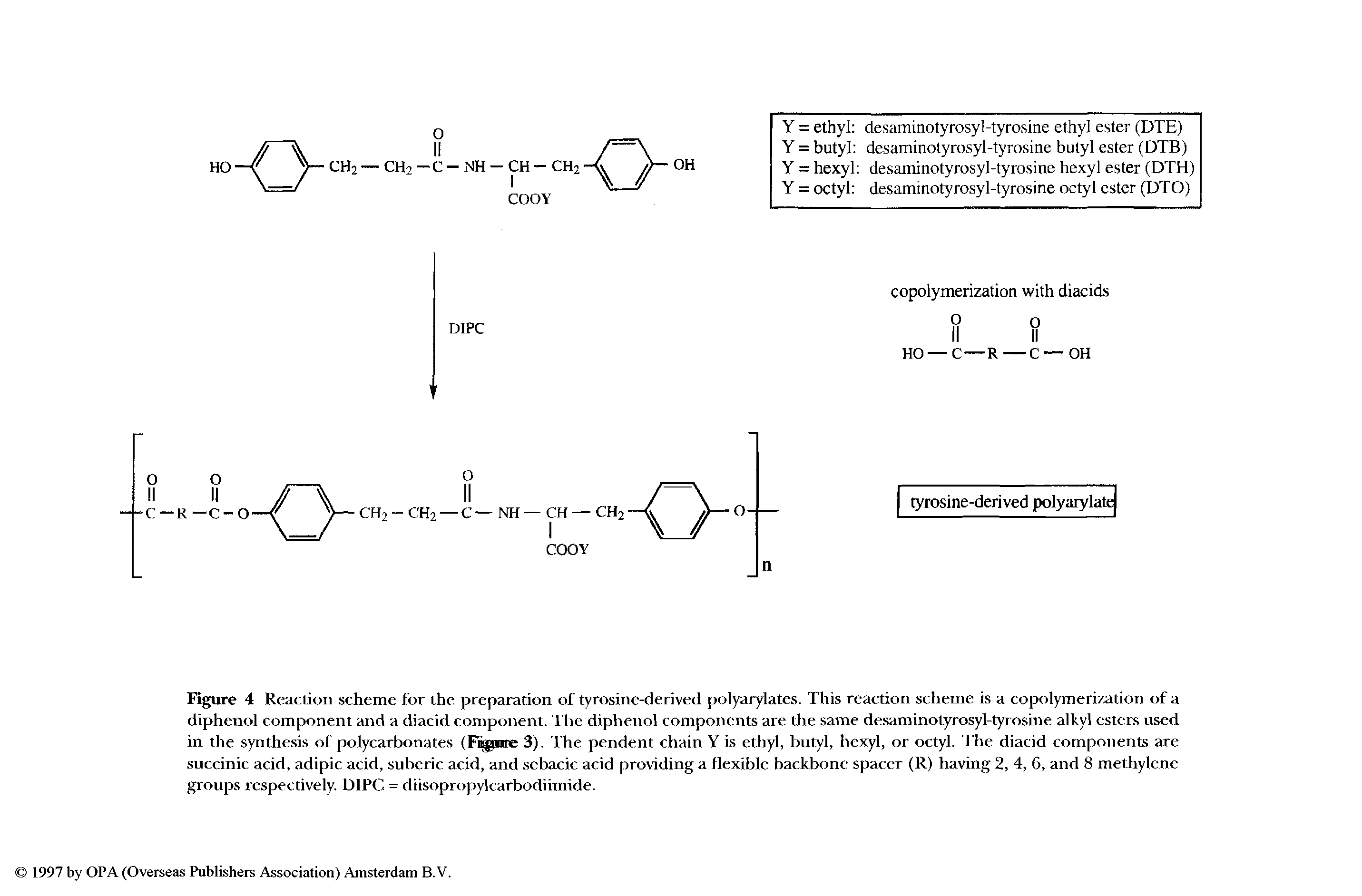 Figure 4 Reaction scheme for ihe preparation of tyrosine-derived polyarylates. This reaction scheme is a copolymerization of a diphenol component and a diacid component. The diphenol components are the same desaminotyrosyl-tyrosine alkyl esters used in the synthesis of polycarbonates (Fiipire 3). The pendent chain Y is ethyl, butyl, hexyl, or octyl. The diatid components are succinic acid, adipic acid, suberic acid, and sebacic acid providing a flexible backbone spacer (R) having 2, 4, 6, and 8 methylene groups respectively. DIPC = diisopropylcarbodiimide.
