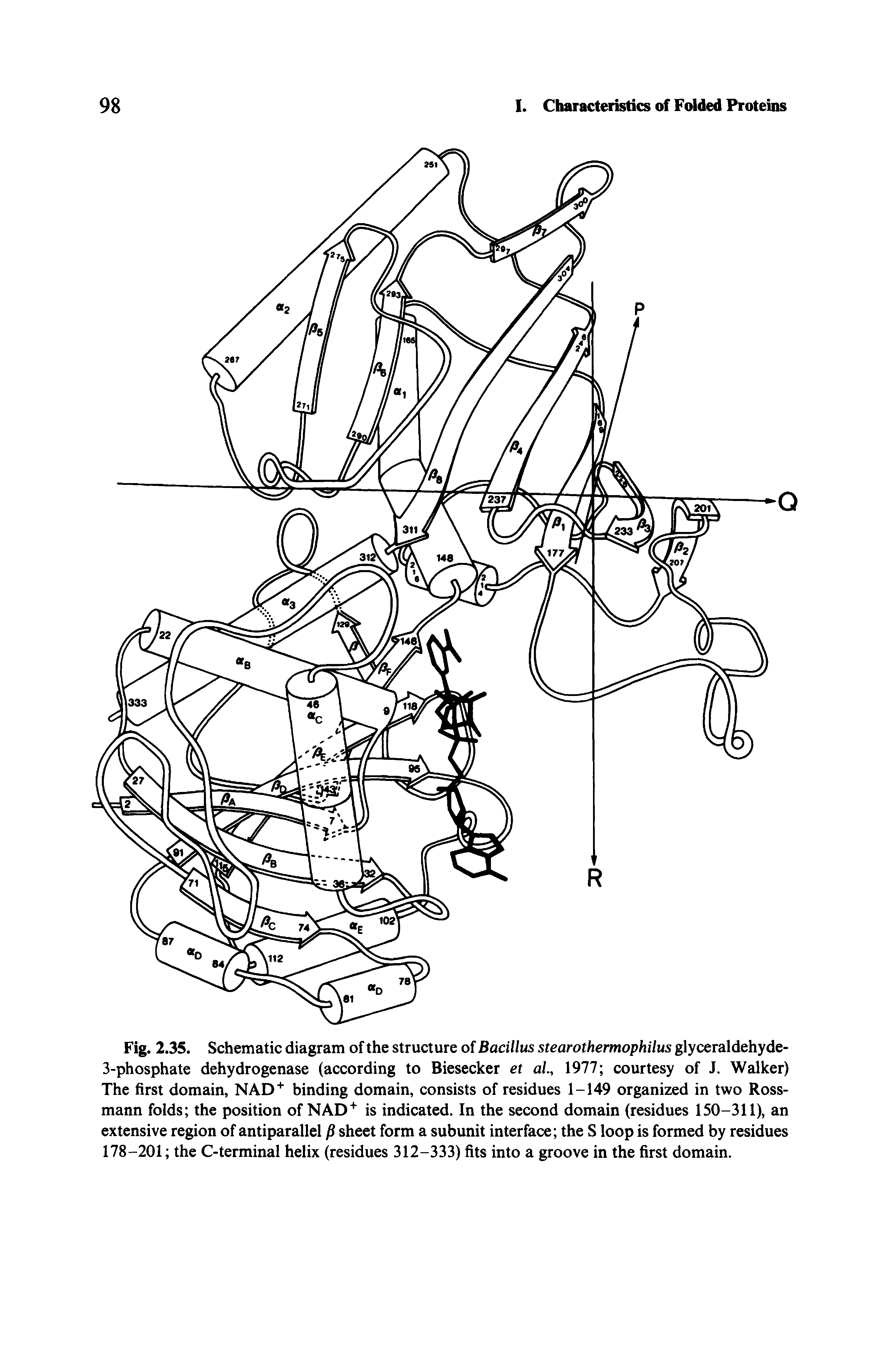 Fig. 2.35. Schematic diagram of the structure of Bacillus stearothermophilus glyceraldehyde-3-phosphate dehydrogenase (according to Biesecker et aL, 1977 courtesy of J. Walker) The first domain, NAD binding domain, consists of residues 1-149 organized in two Ross-mann folds the position of NAD is indicated. In the second domain (residues 150-311), an extensive region of antiparallel p sheet form a subunit interface the S loop is formed by residues 178-201 the C-terminal helix (residues 312-333) fits into a groove in the first domain.